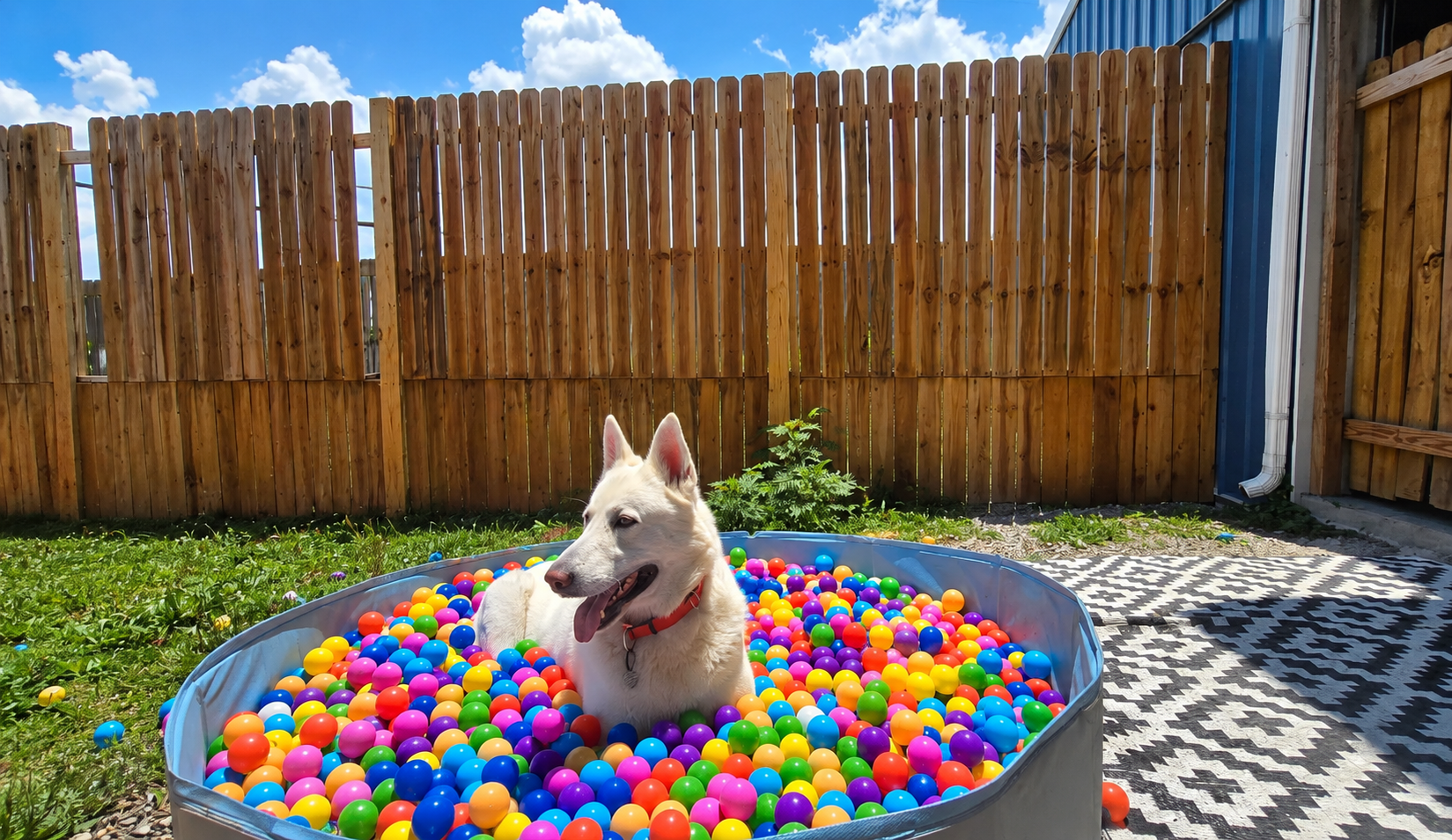 A white dog with pointy ears and a red collar is sitting in a small blue plastic pool filled with colorful plastic balls in a backyard, with a wooden fence and a blue building in the background.