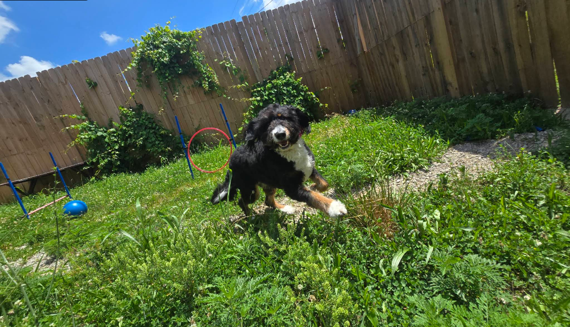A playful black and white dog in a backyard, with agility training equipment and a wooden fence in the background.