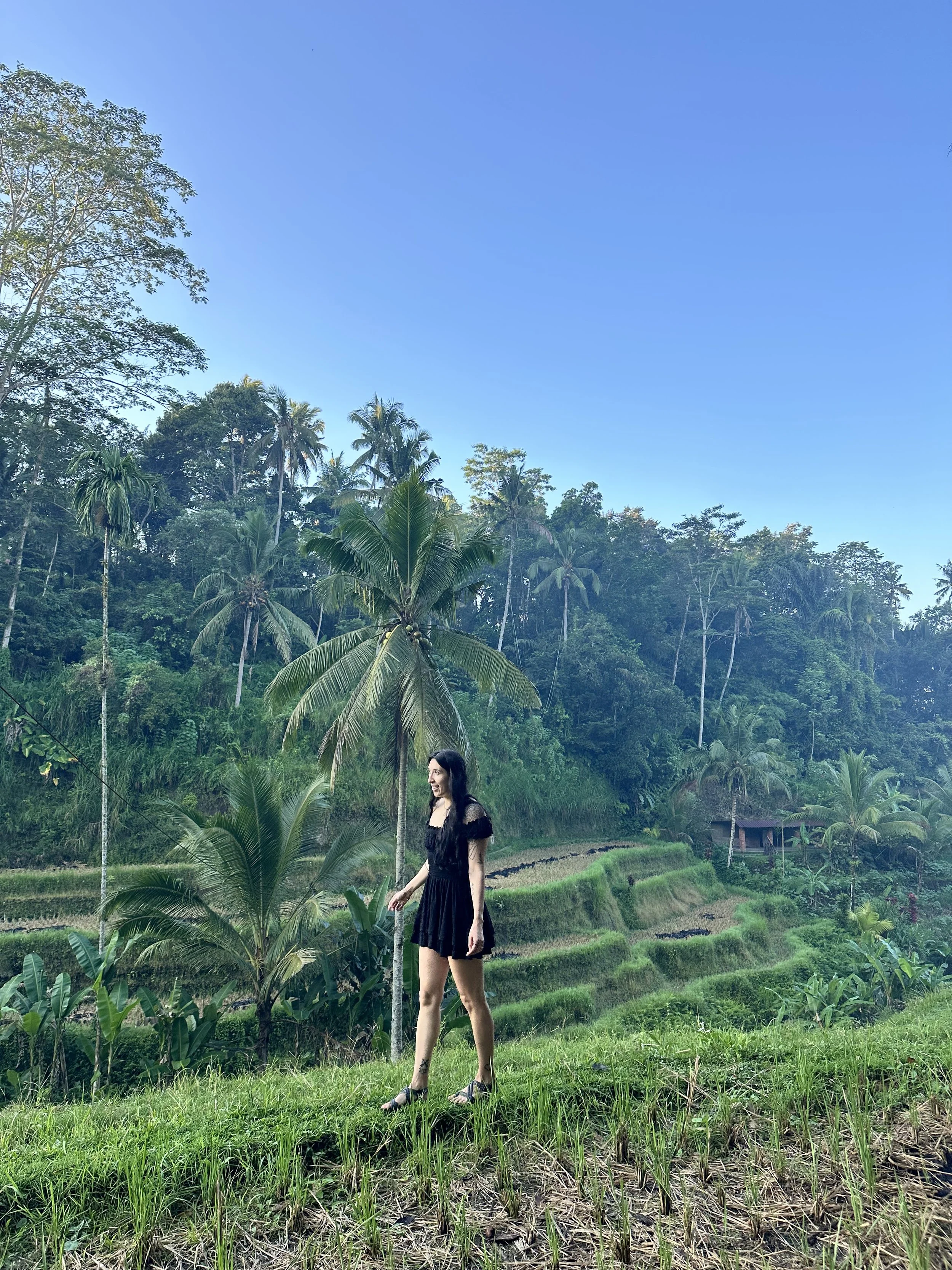 A woman in a black dress walking through a lush green terraced rice field with tall trees and palm trees in the background under a clear blue sky.