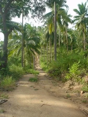 A typical Road in Cambodia