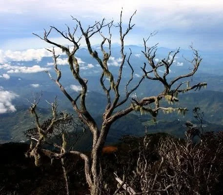 Above the Treeline