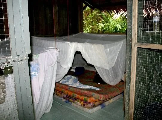 My Jungle Bed