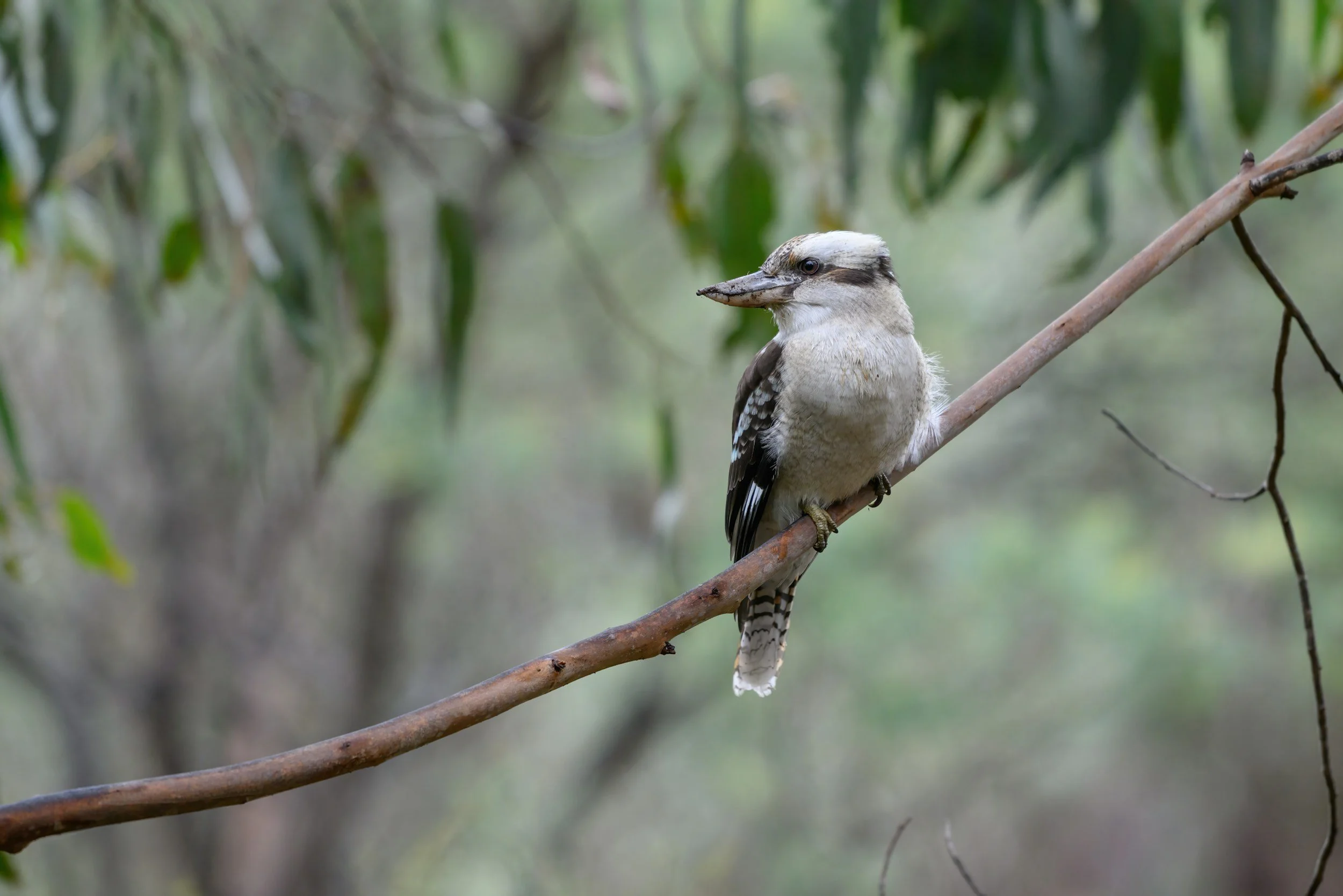 A kookaburra perched on a gumtree branch among greenery and blurred foliage in the background.