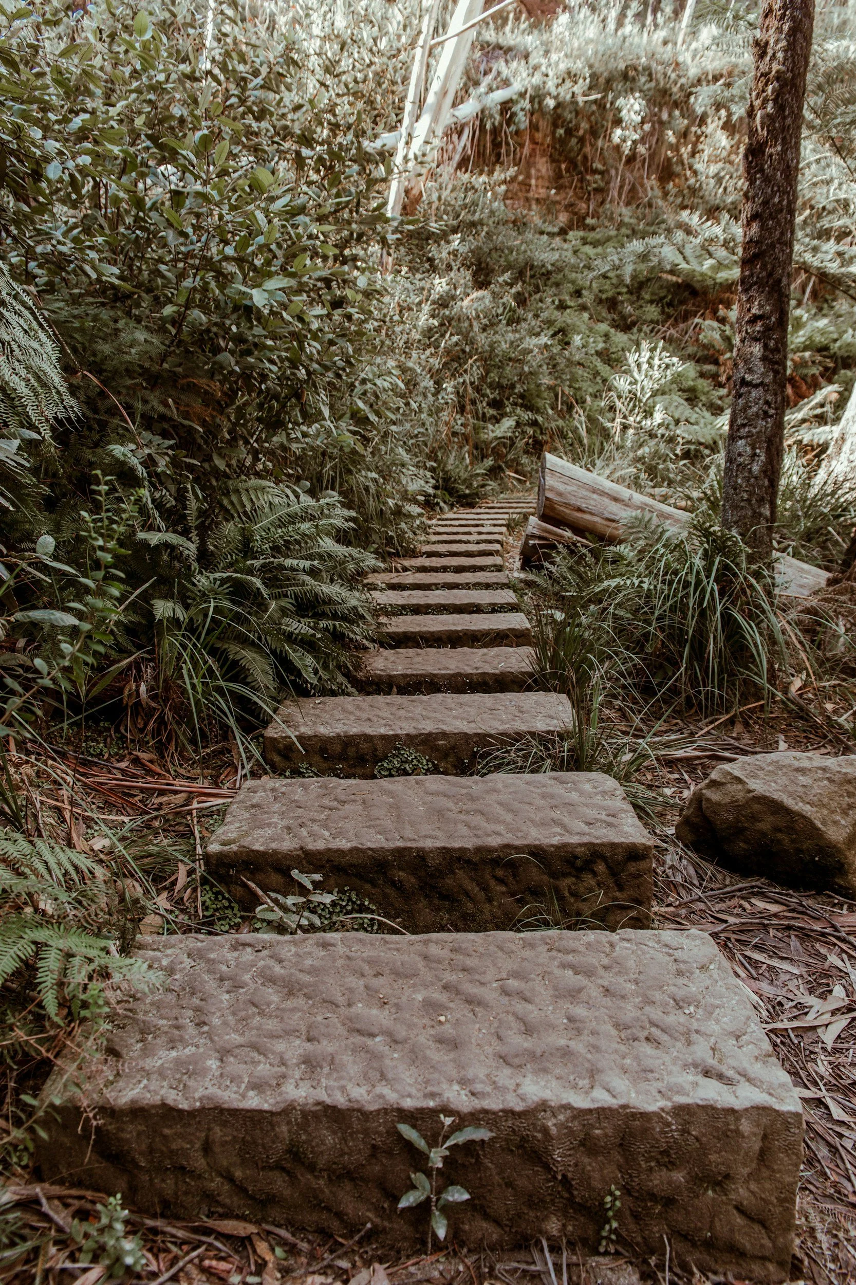 Stone steps leading through a forested area surrounded by lush green plants and trees.