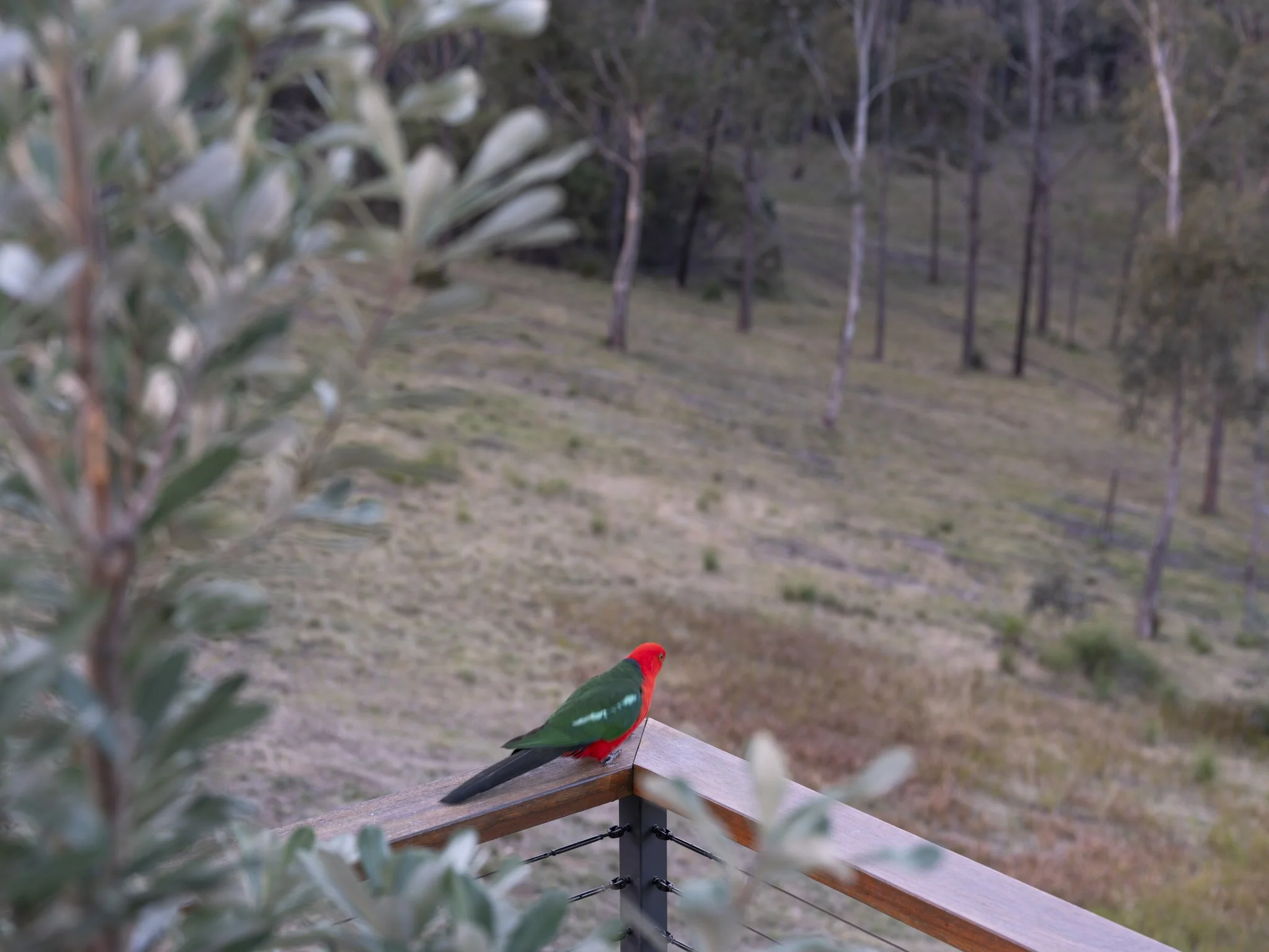Gazing from your private balcony or enjoying the property's 55 acres of unspoilt Blue Mountains bush, immerse yourself in birdsong and the unique atmosphere of a region surrounded by World Heritage National Parks. #BlueMountains #LuxuryAustralia