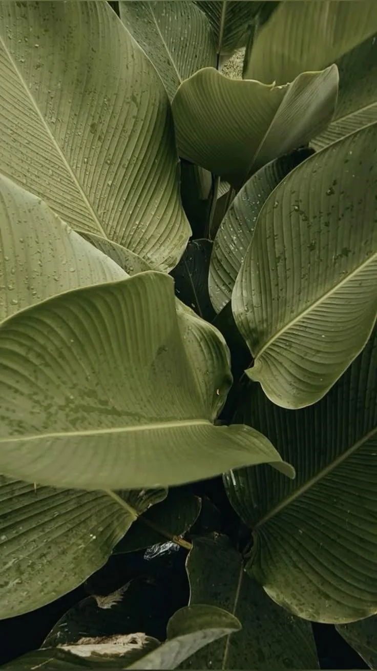 Close-up of large green banana plant leaves with visible water droplets.