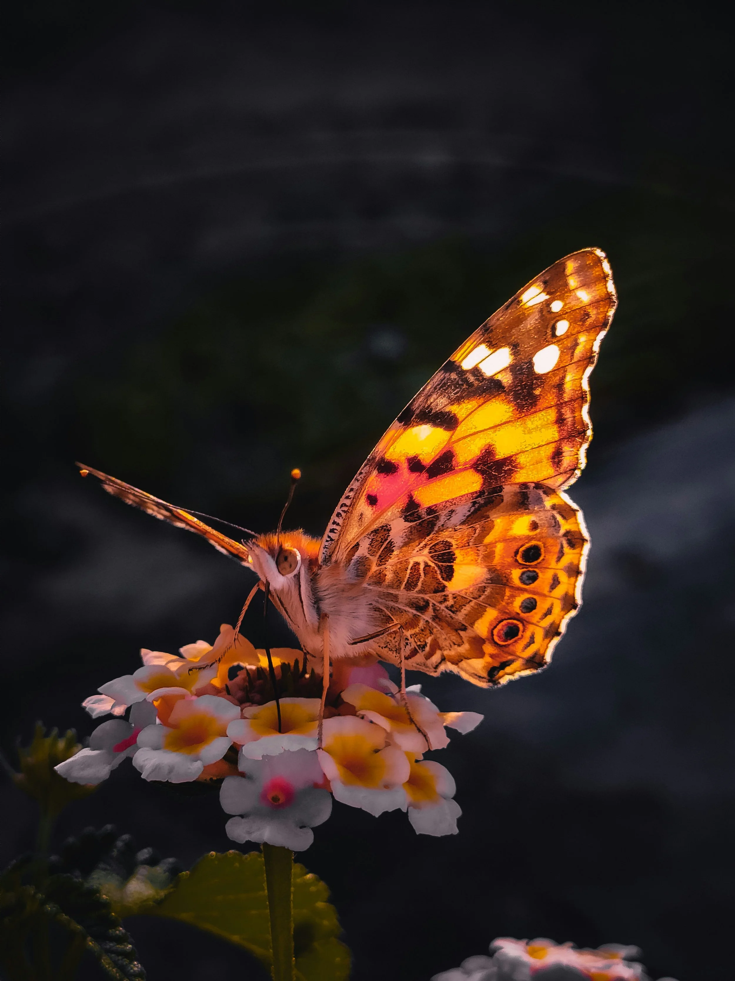 Close-up of a butterfly with orange and black patterned wings resting on a cluster of small white and yellow flowers.