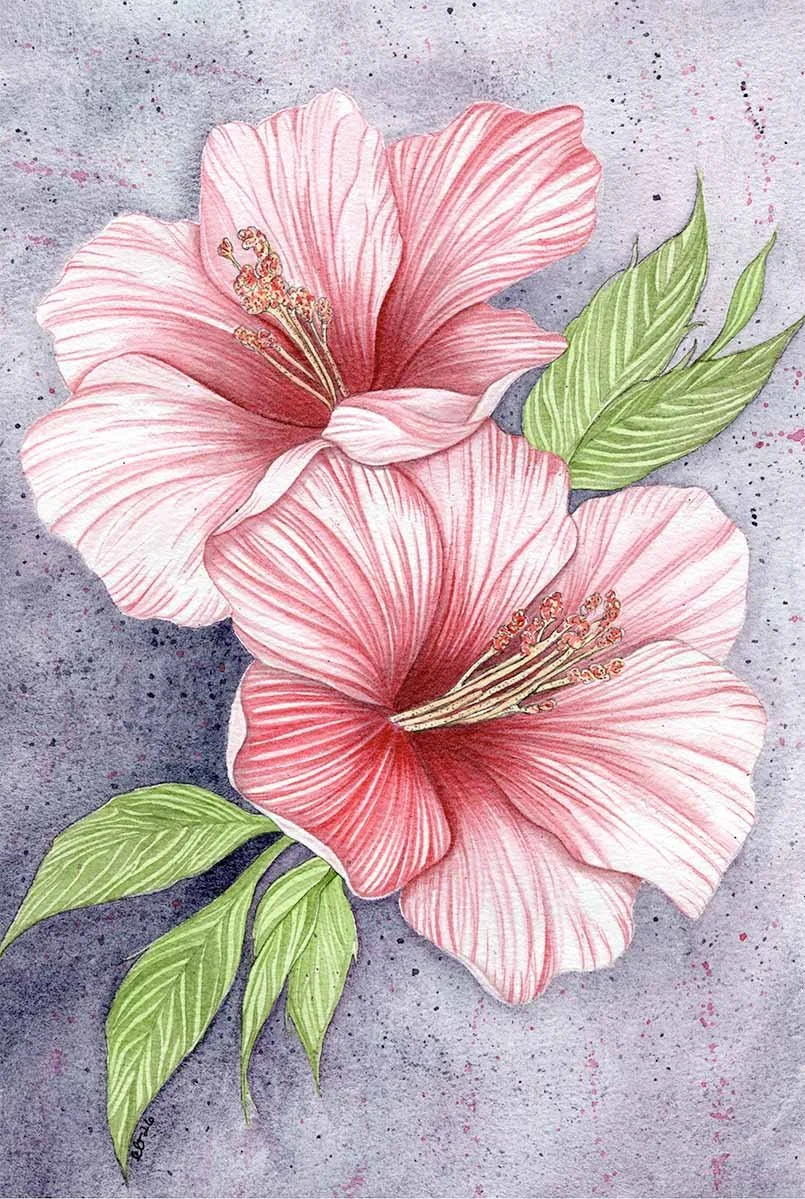 Hibiscus