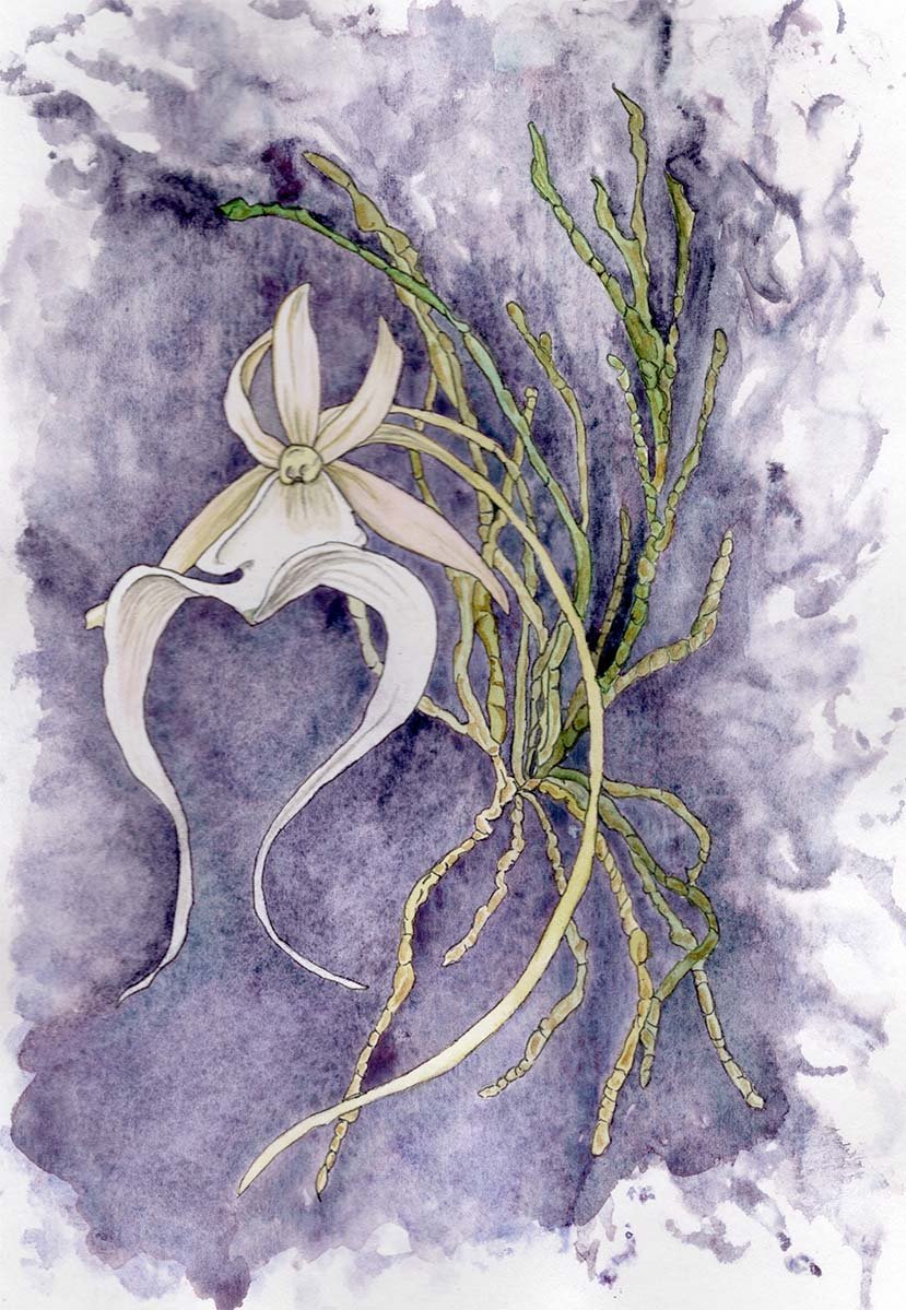 Ghost Orchid