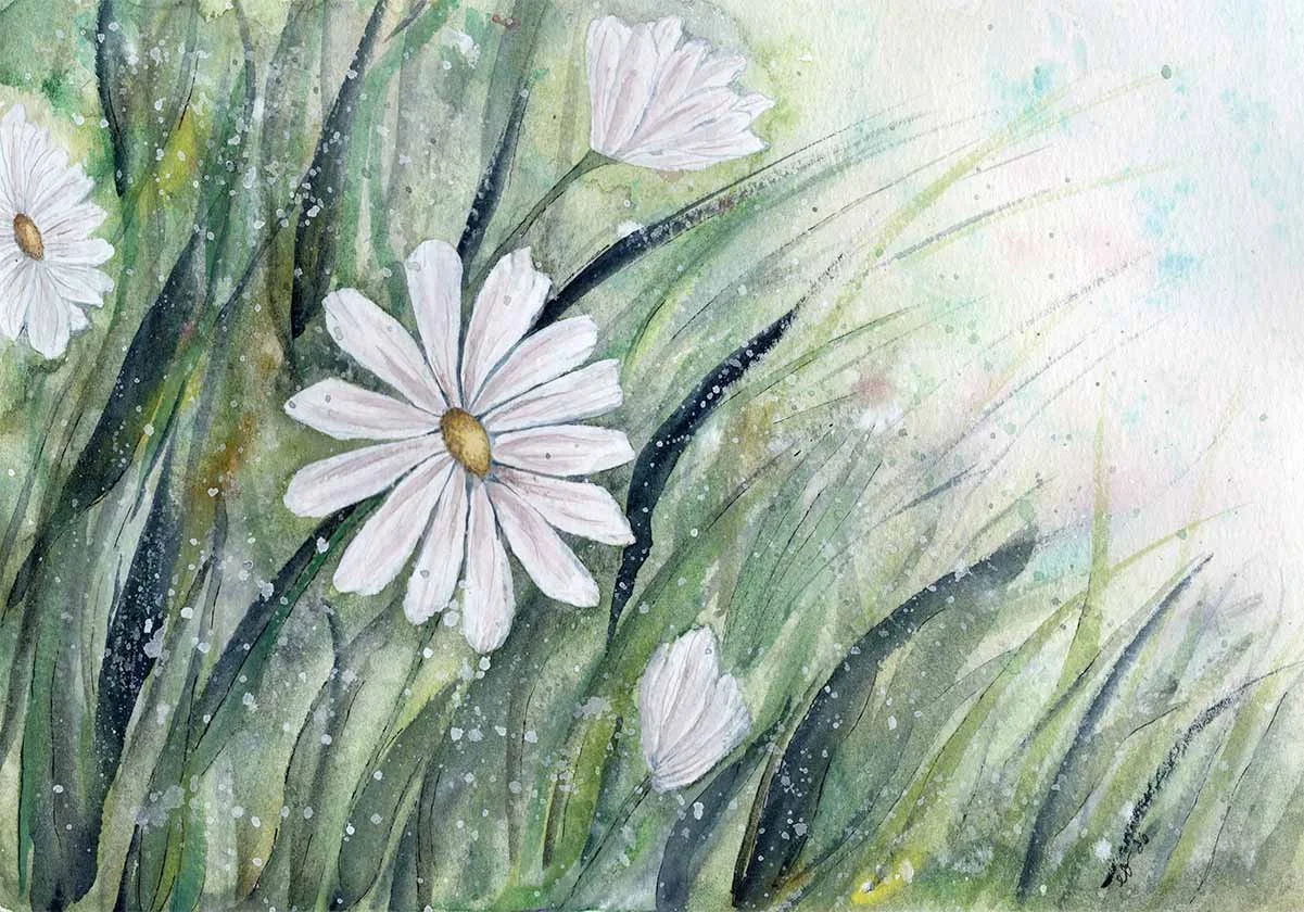 Daisys