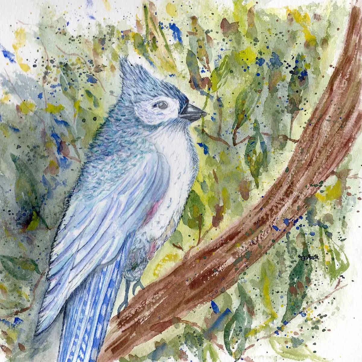 Blue Jay