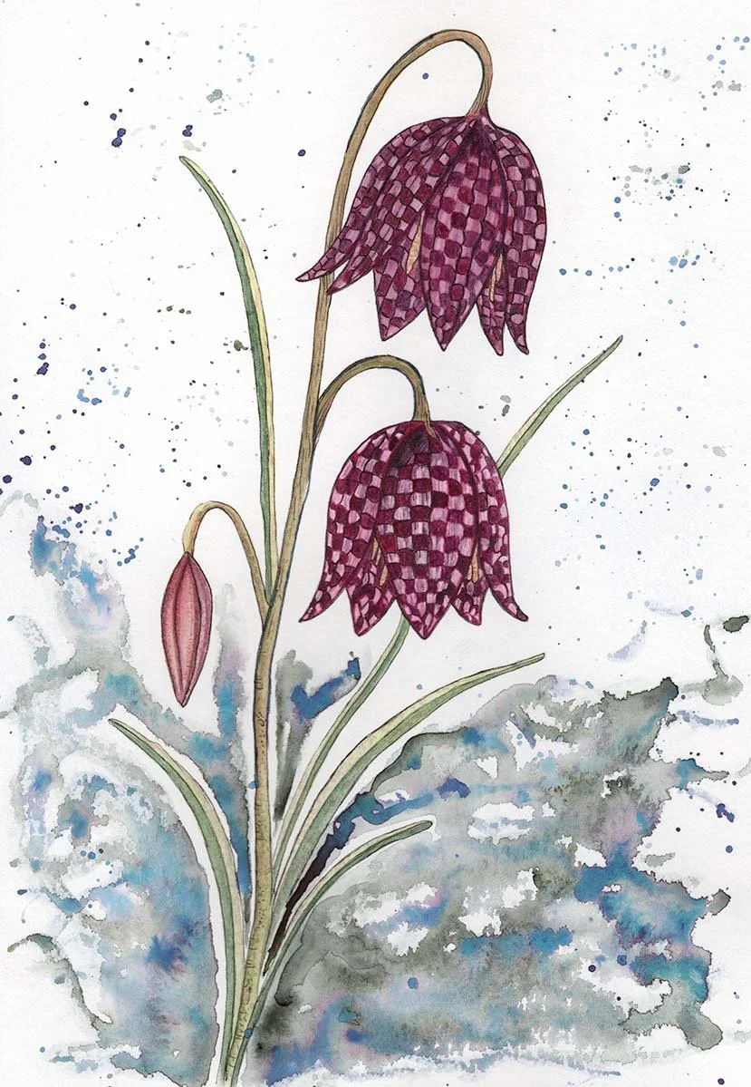 Snakes Head Fritillary