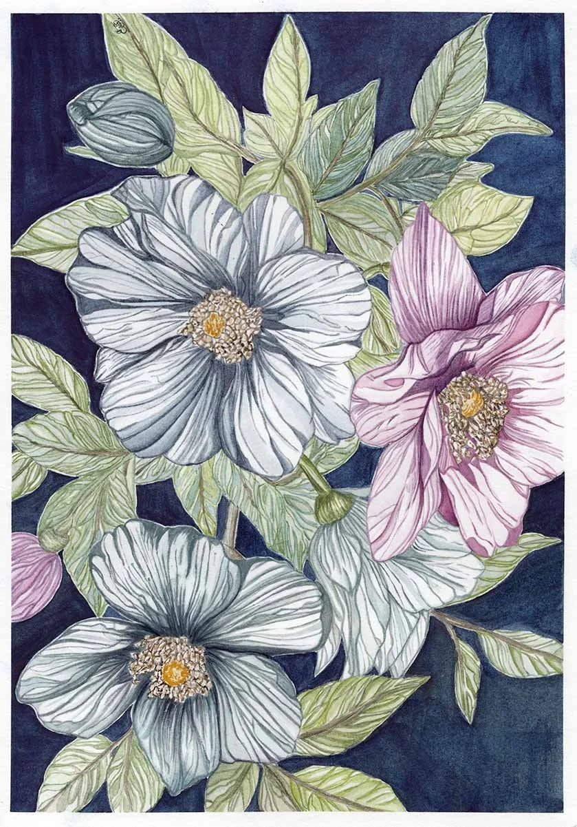 Peony Blooms