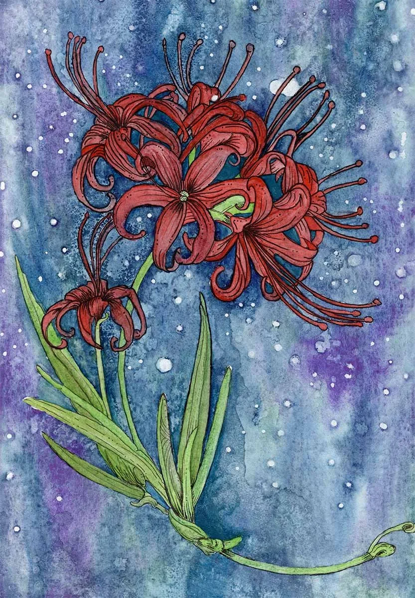 Red Spider Lily