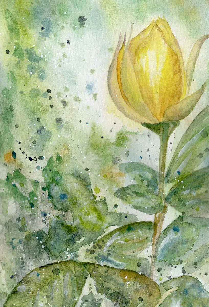 Tulip