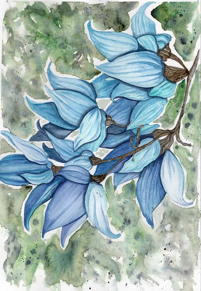 Jade Vine