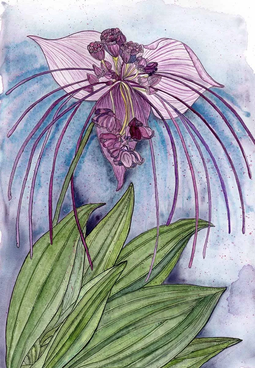 Bat Flower