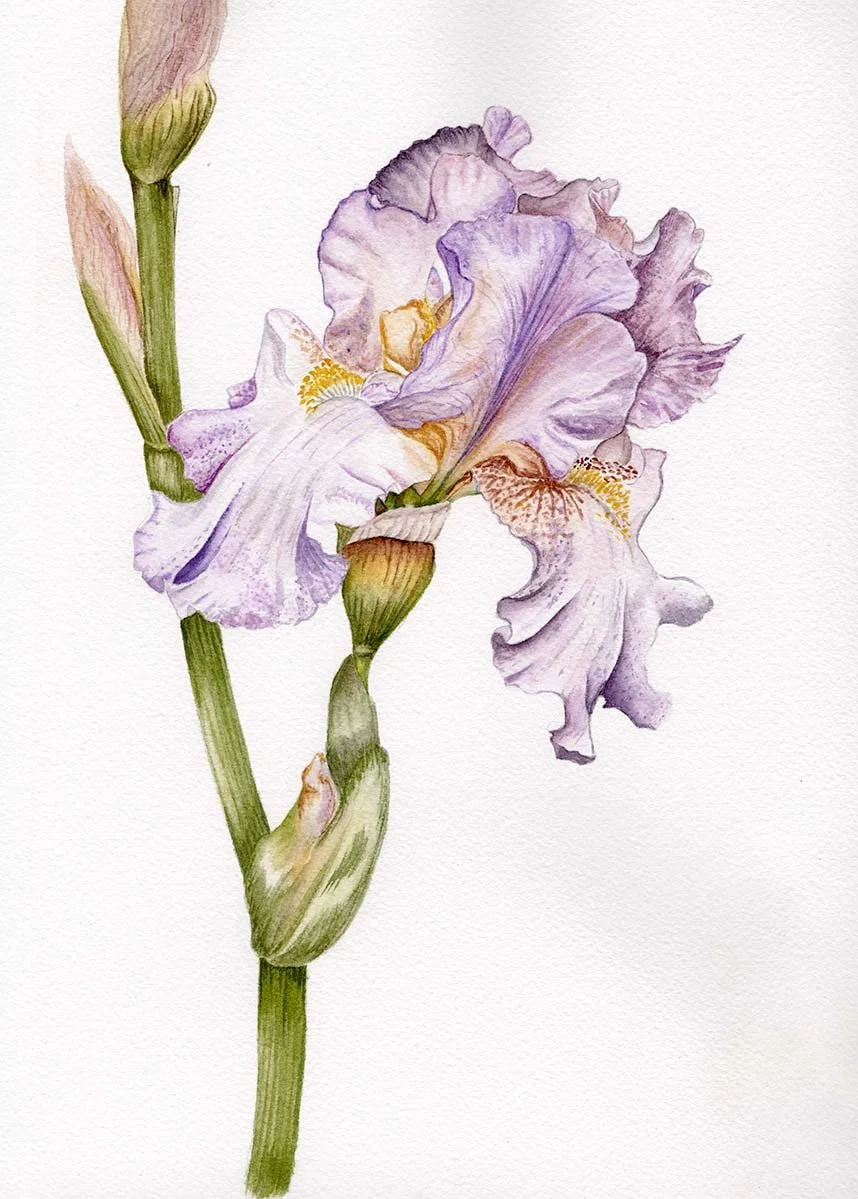 Iris