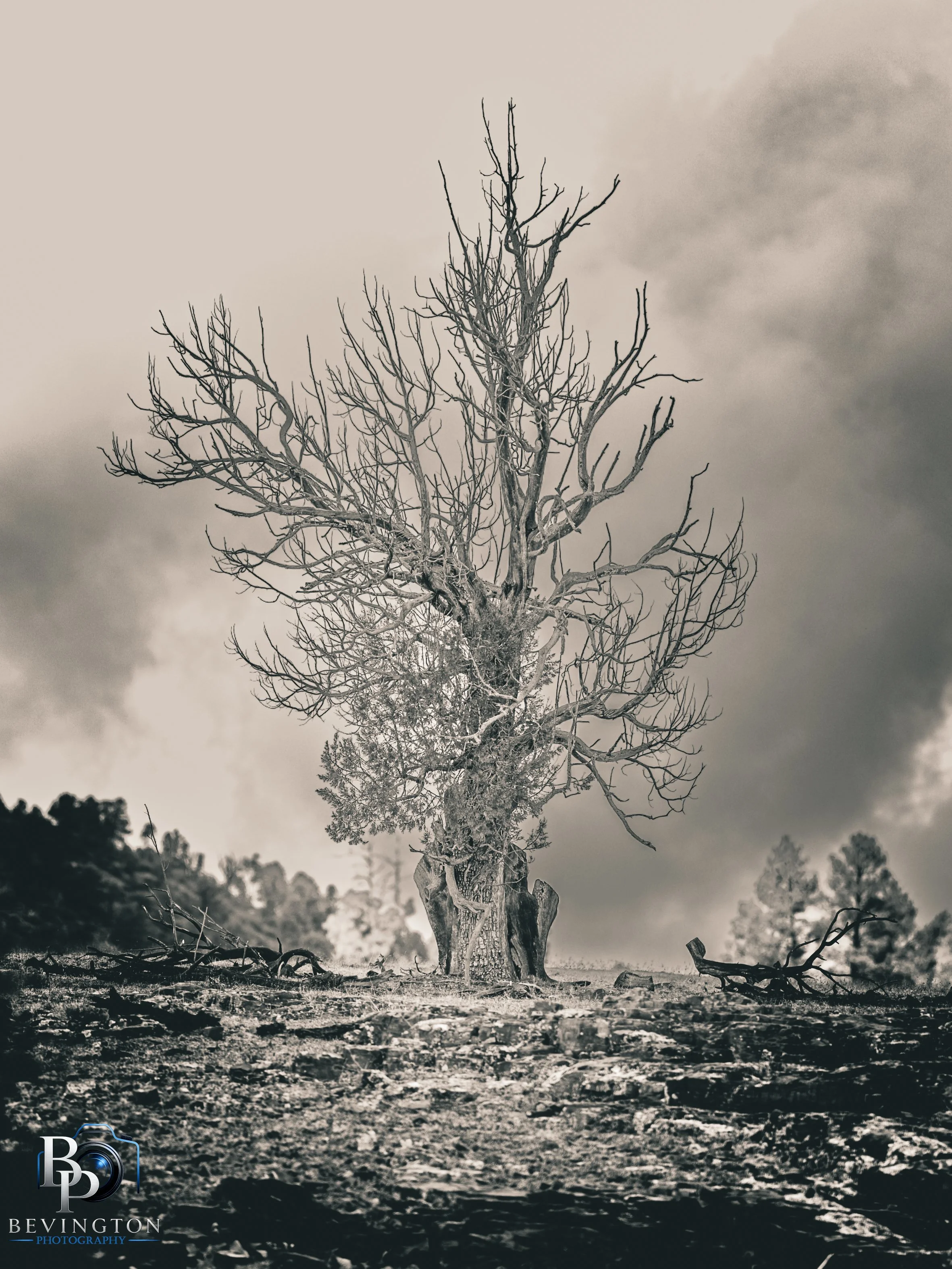 Aging Tree- Young, Az