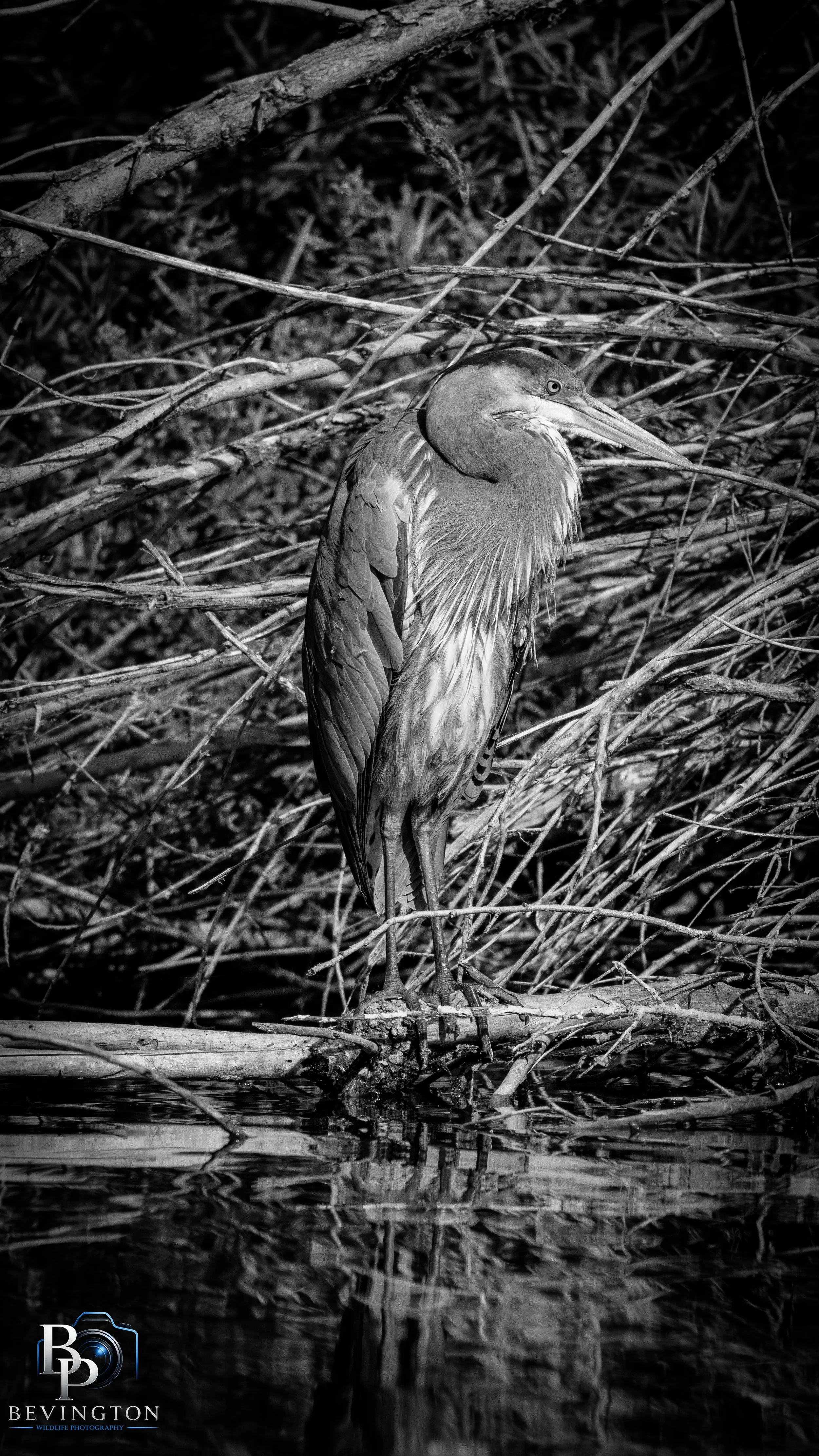 Riparian 4-23-26-18.jpg