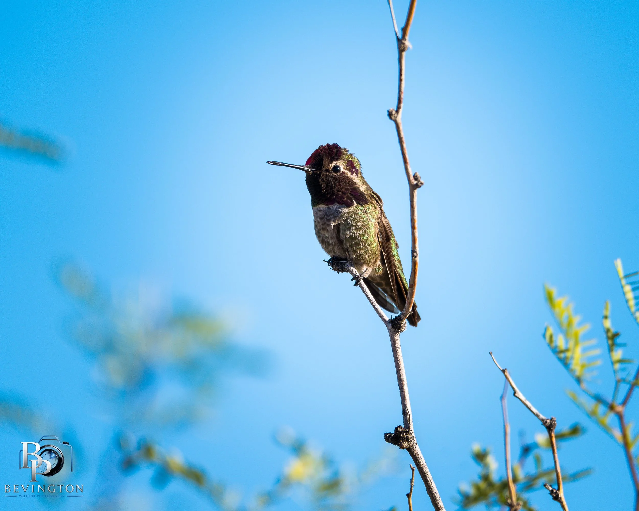 RIparian Preserve- 2-27-26-14.jpg