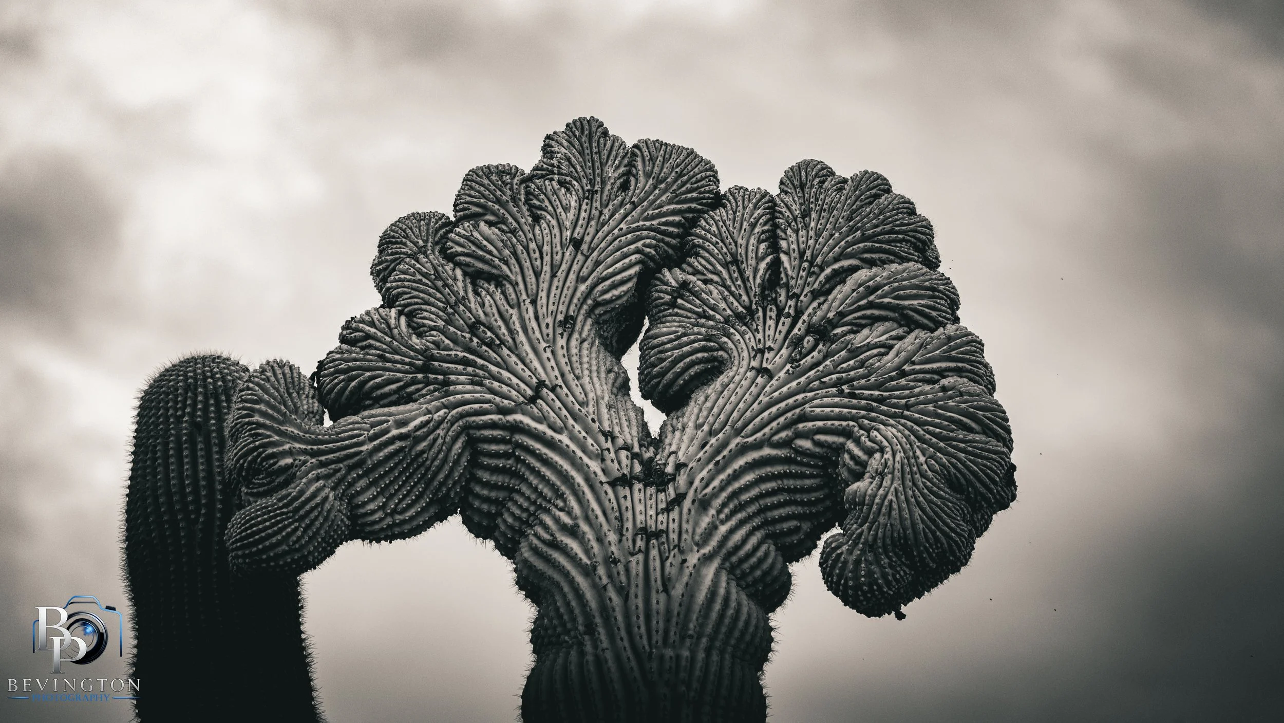 Double Crested Saguaro- Roosevelt Lake, Az 
