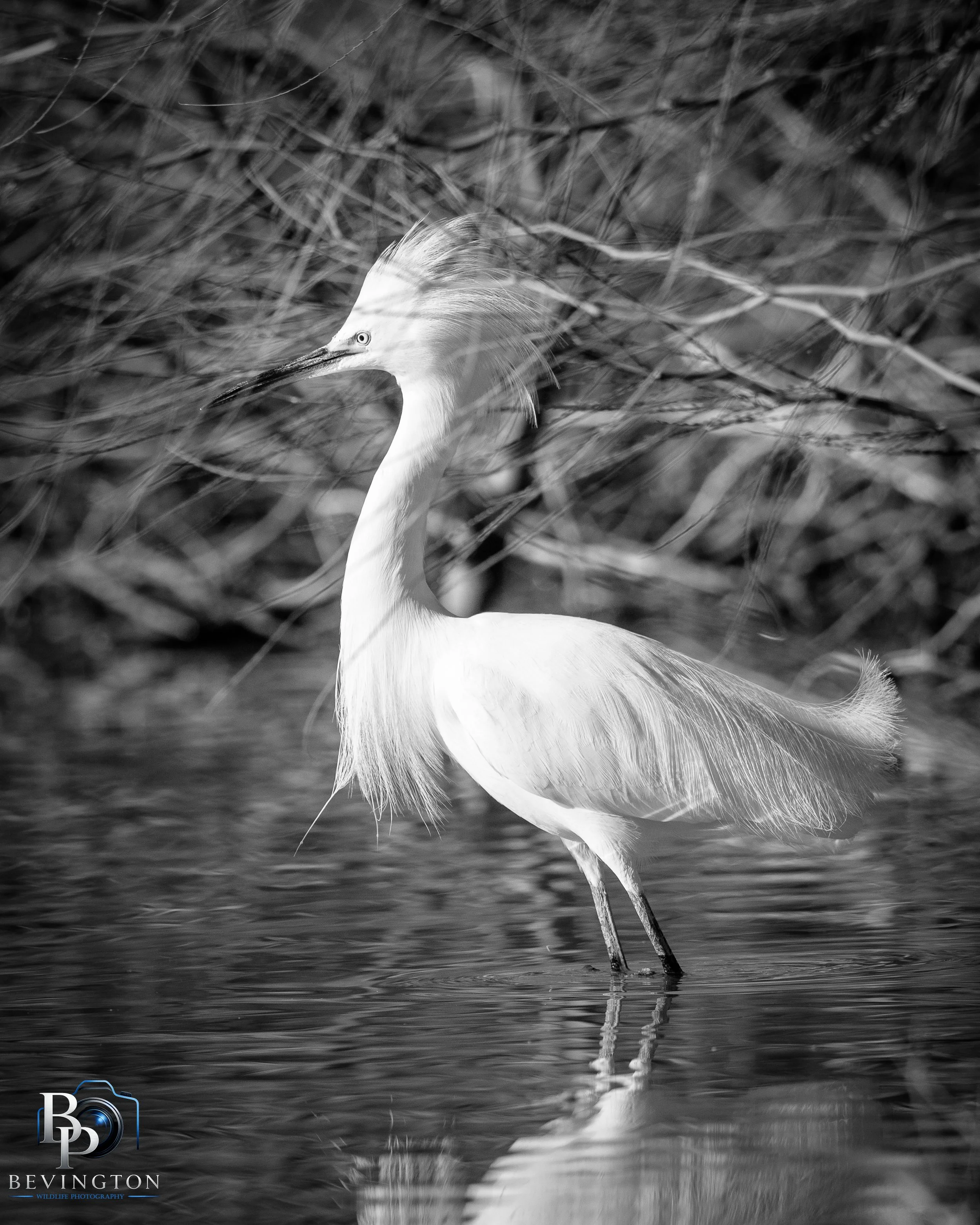 Riparian Preserve -17.jpg