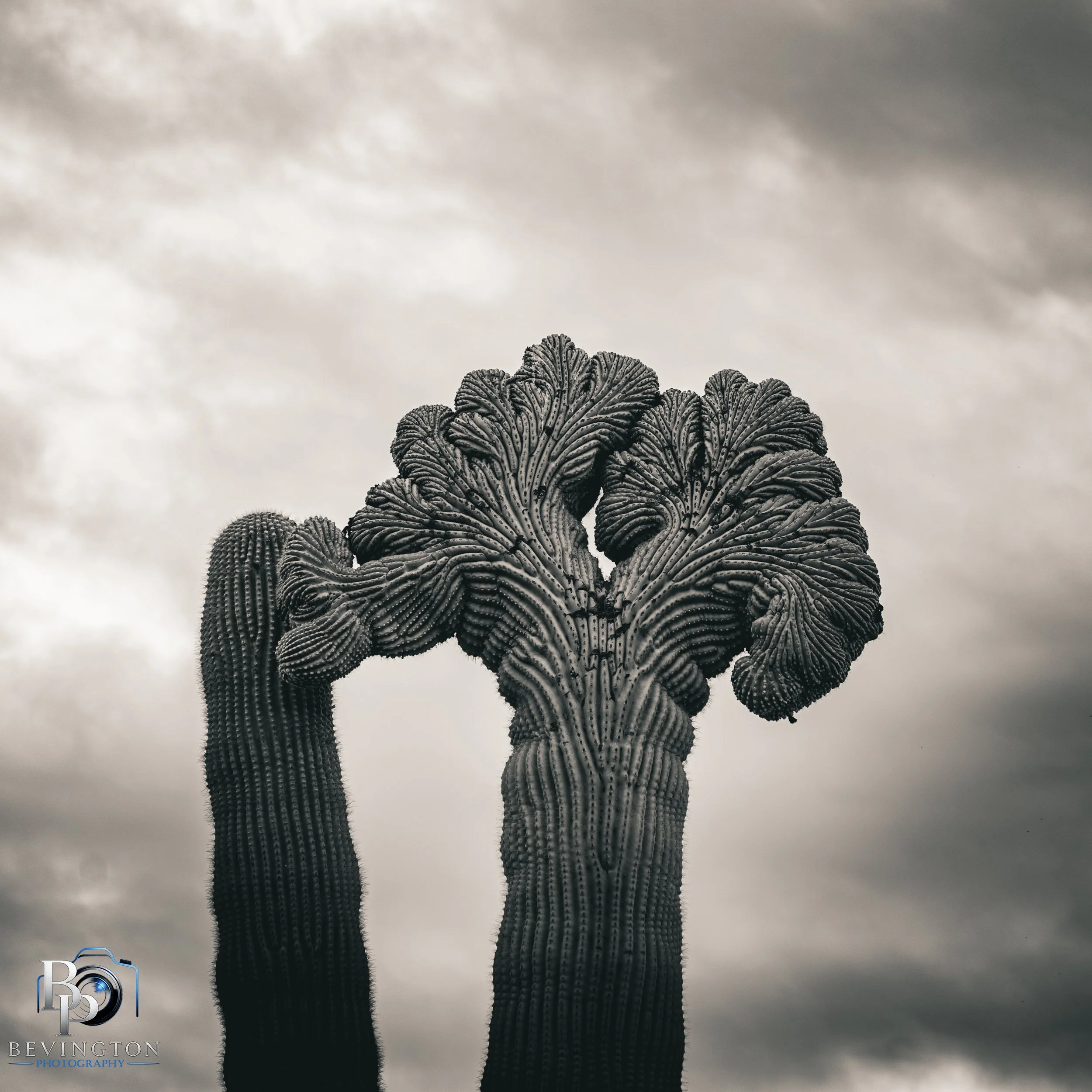 Double Crested Saguaro- Roosevelt Lake, Az 