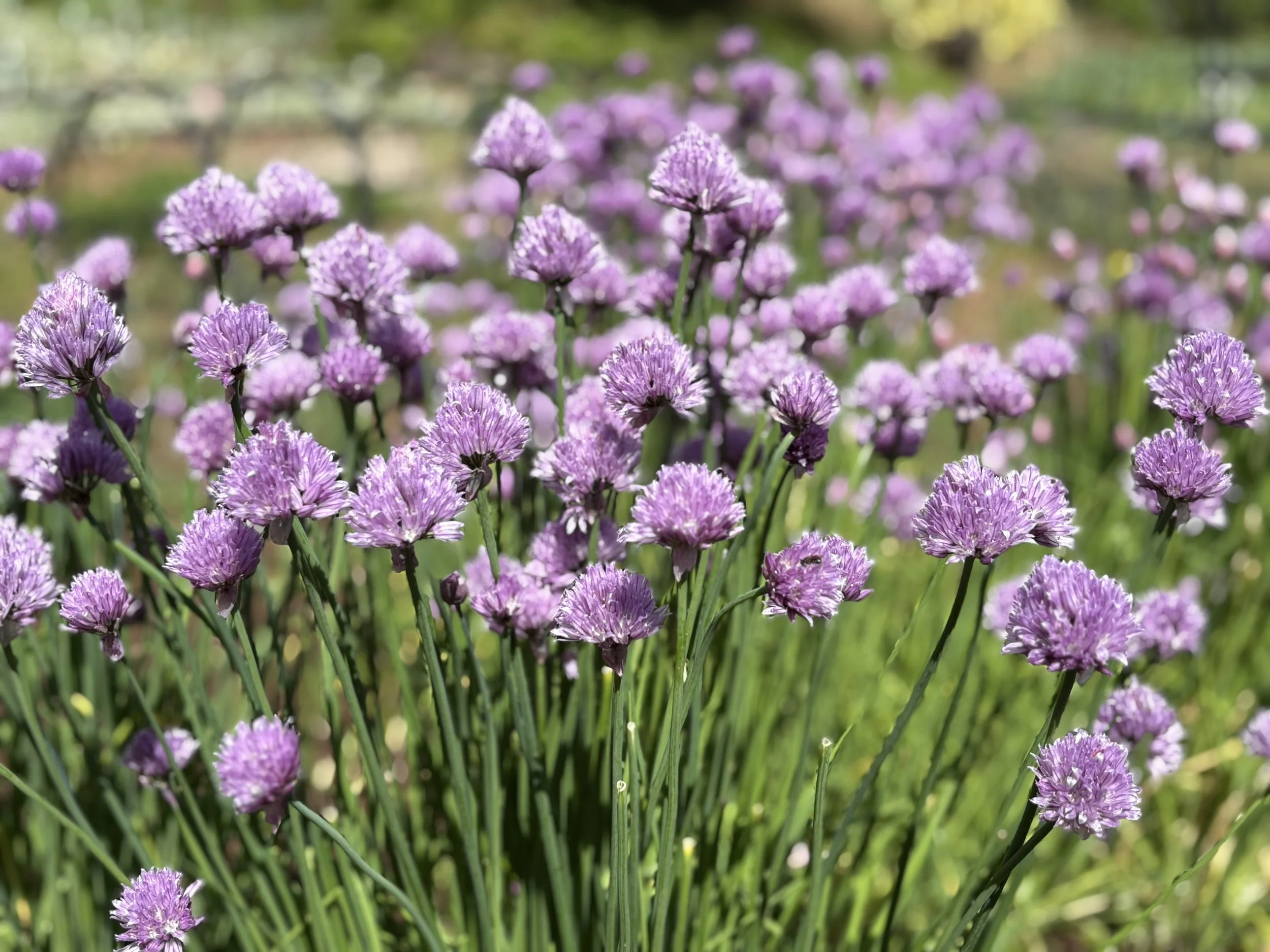 Chive Blooms