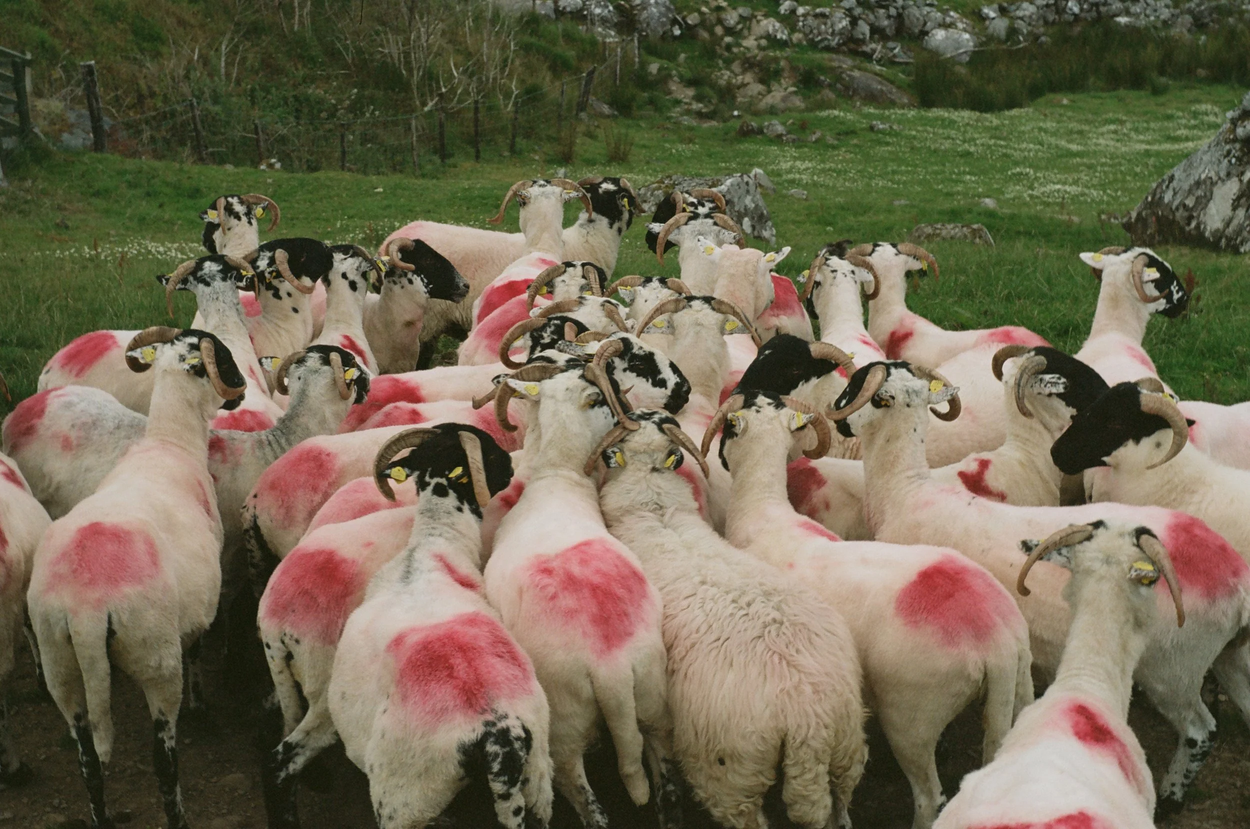 sheep