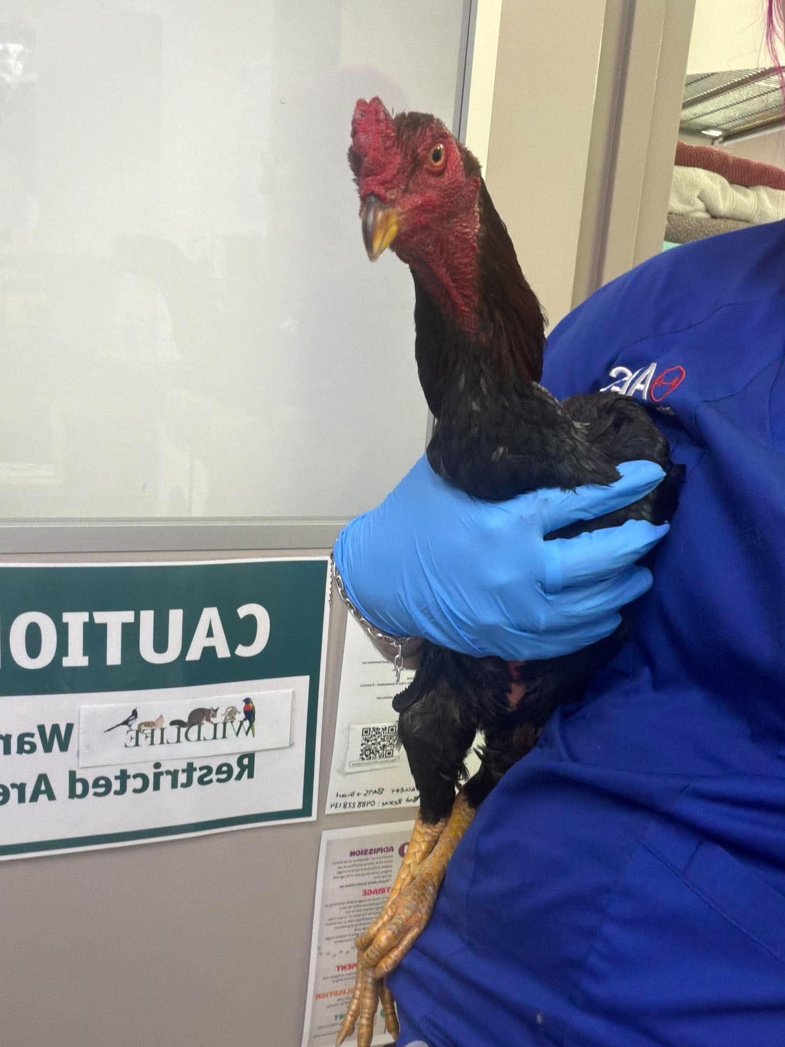 Born Unwanted: The Rooster Rehoming Problem