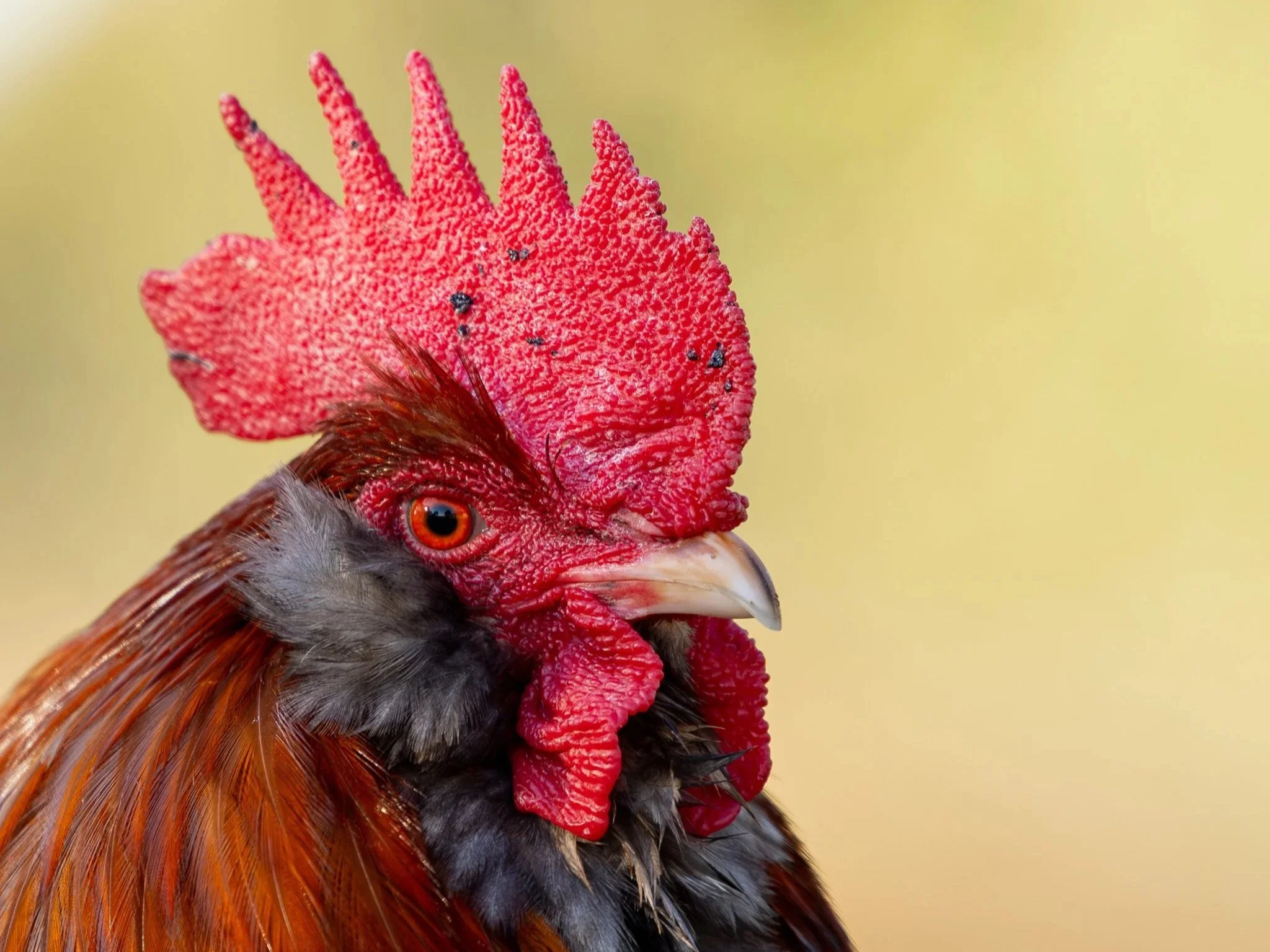 
Dr Levi Schmidt, a rescued rooster at Heartbeat Haven Sanctuary farm animal rescue.