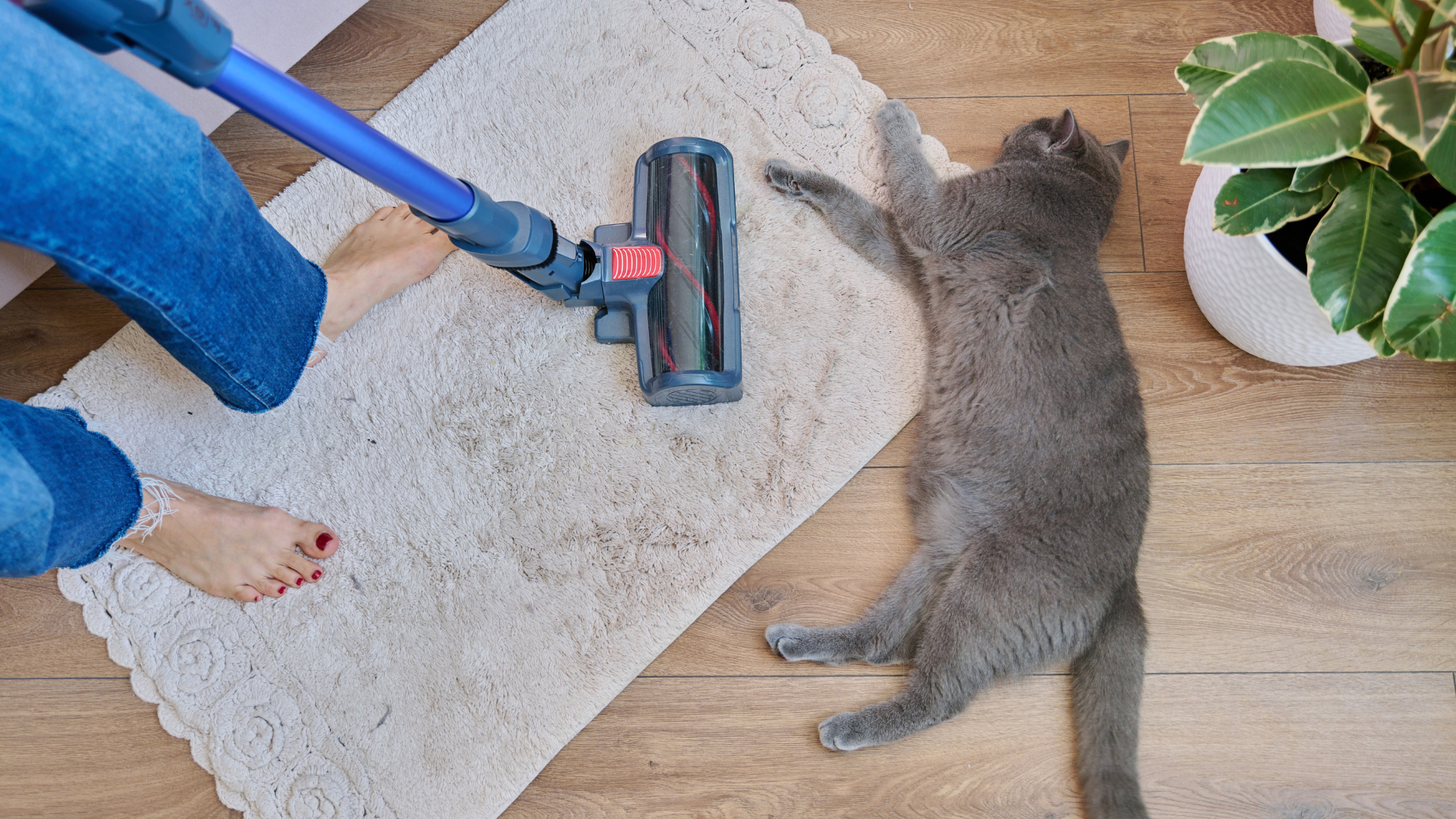 Woman vacuuming a small rug while a grey cat rests nearby.