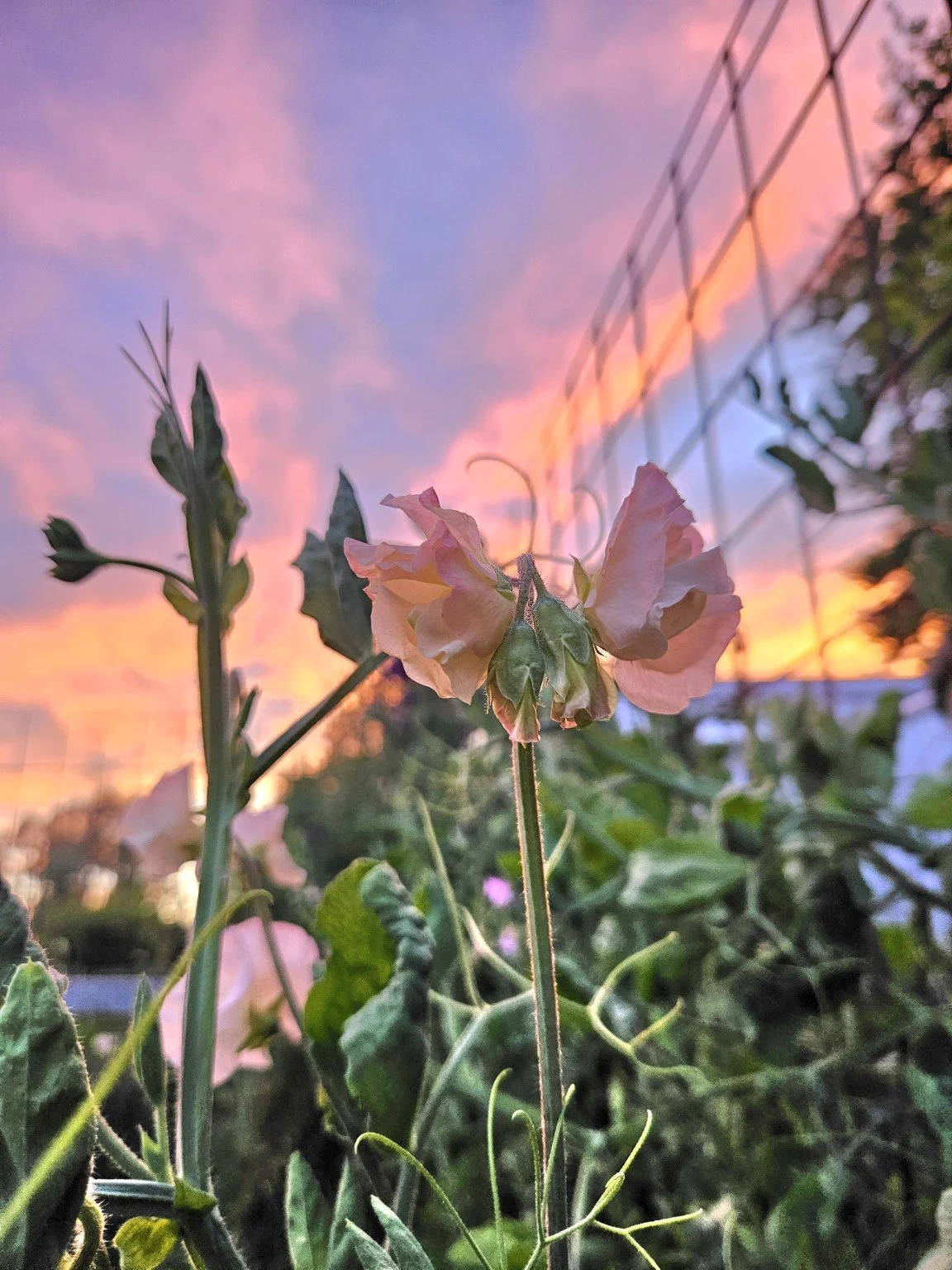 A soft peach sweet pea with curling tendrils in the morning light