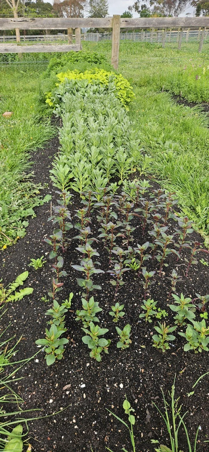 Rows of young flowers growing at Appleyard Patch