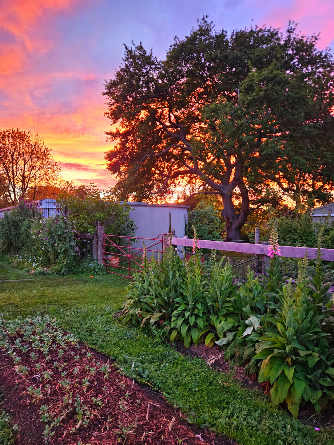 Morning sky above the pink garden gate and flowers at Appleyard Patch