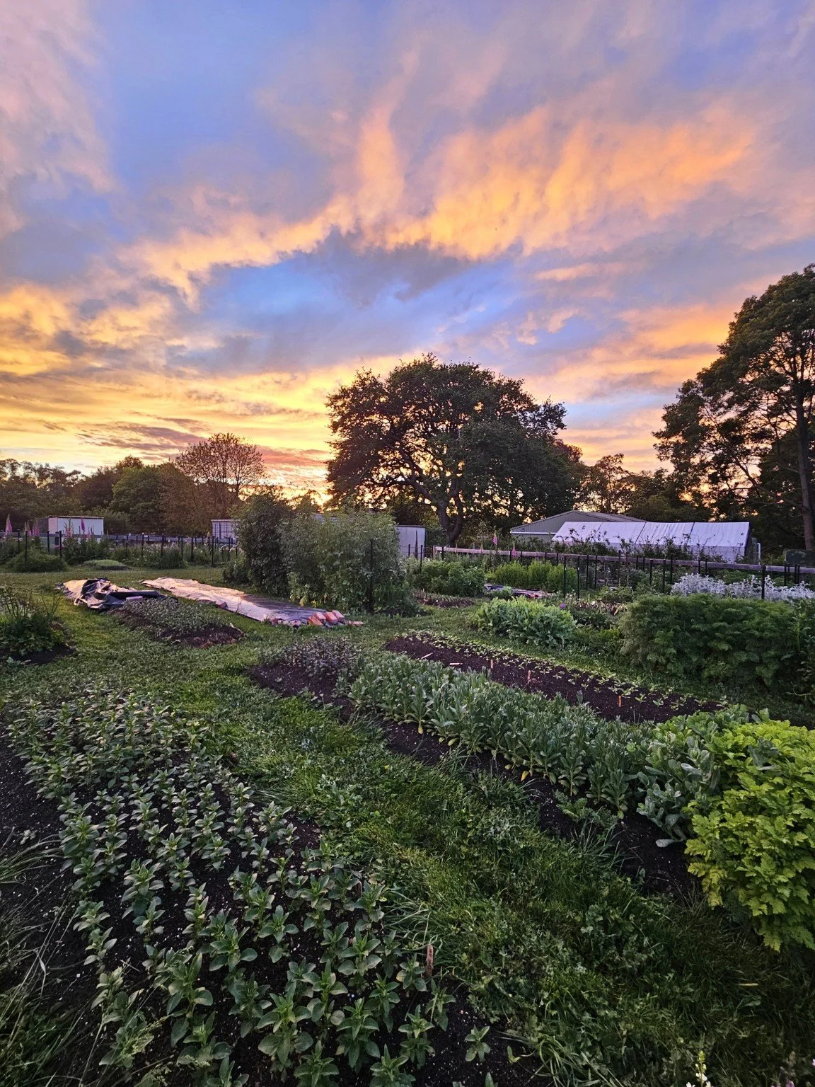 Morning light over the flower beds at Appleyard Patch