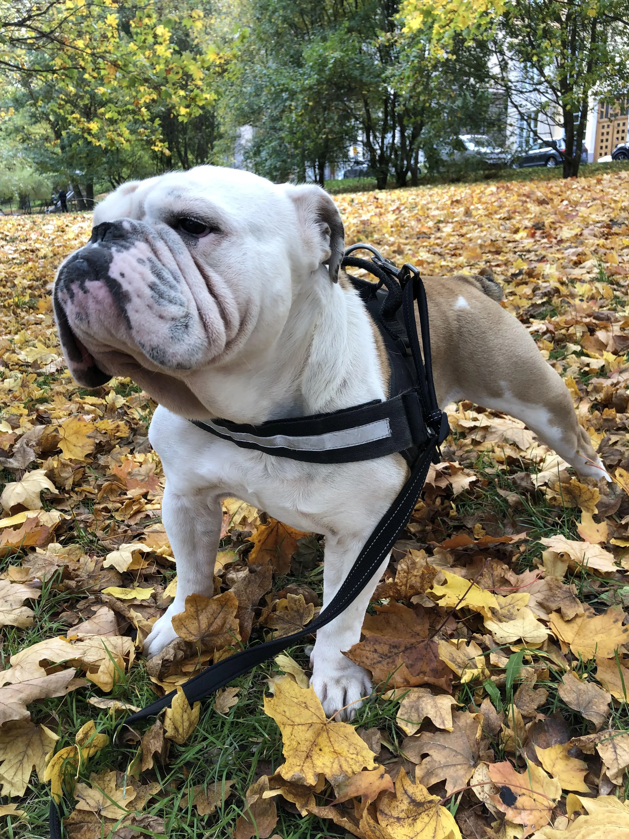 A white and brown bulldog wearing a black harness standing among fallen autumn leaves in a park with green, yellow, and orange foliage and some people and cars in the background.