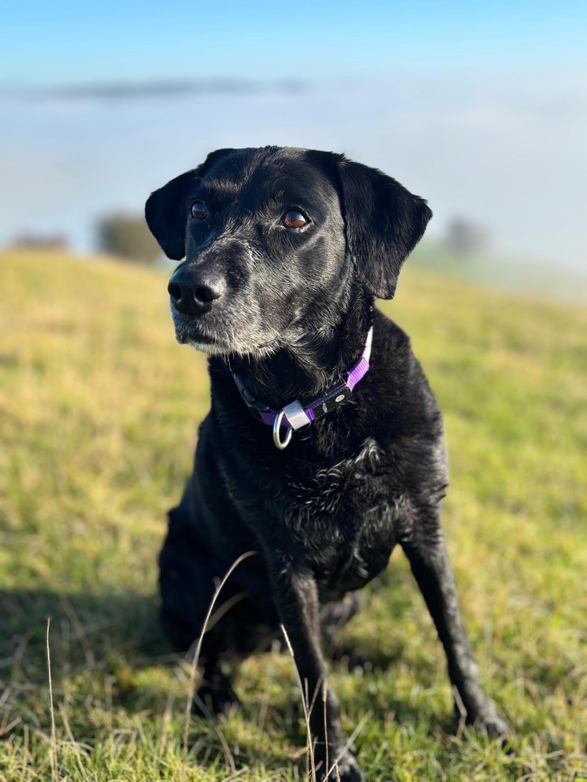 A black dog with gray fur around the snout, sitting outdoors on grass with a blurry background of blue sky and fields.