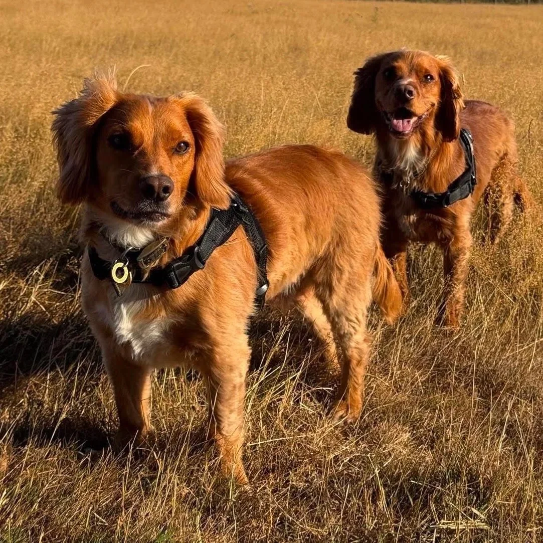 Two brown dogs with black harnesses standing in a field of dry grass on a sunny day.