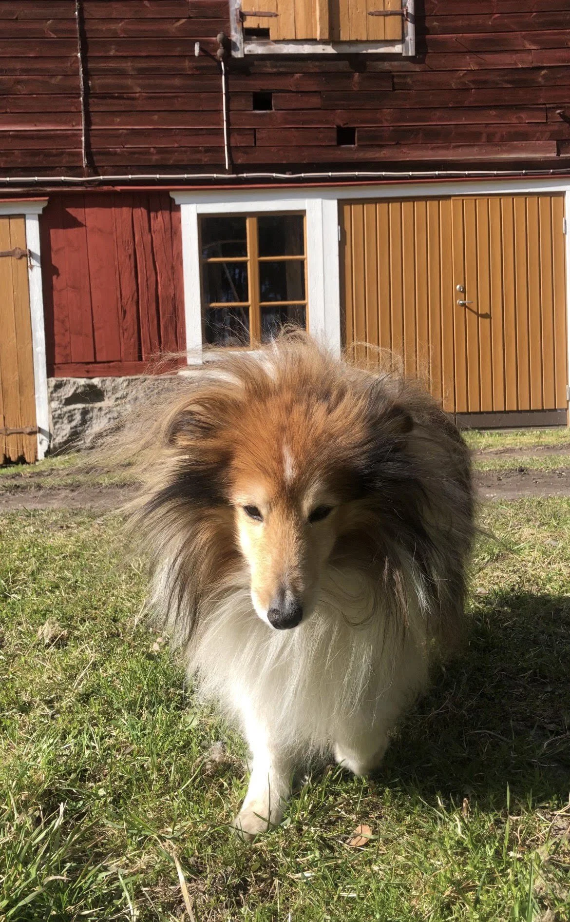 A fluffy Shetland Sheepdog standing on grass in front of a wooden building with a red and brown exterior and a window.