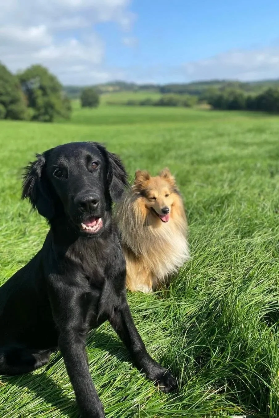 Two dogs sitting on green grass in a field. One is a black retriever, and the other is a fluffy, golden Pomeranian. The background shows a blue sky with some clouds and distant trees.