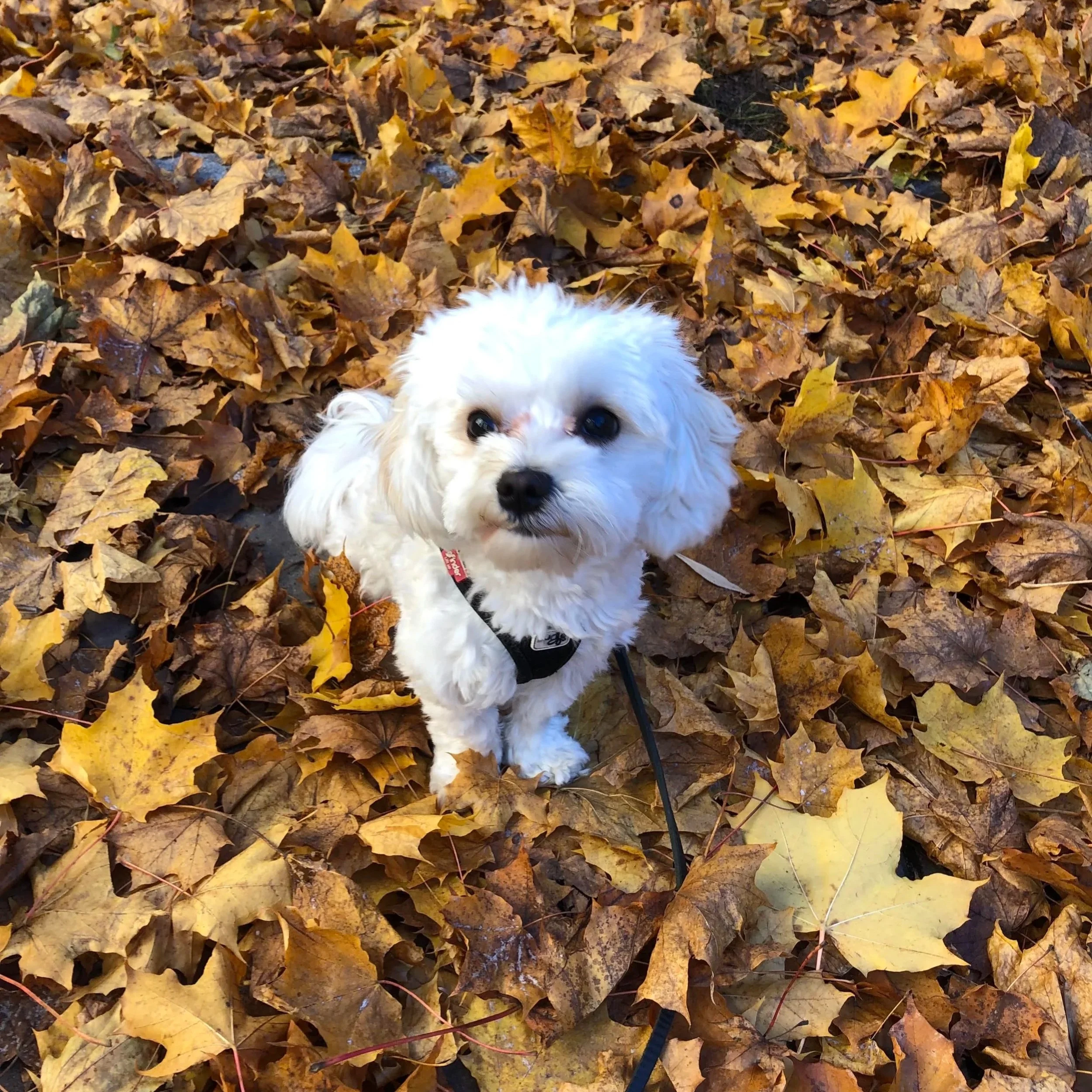Small white dog with fluffy fur and dark eyes sitting on a bed of fallen yellow and brown autumn leaves.