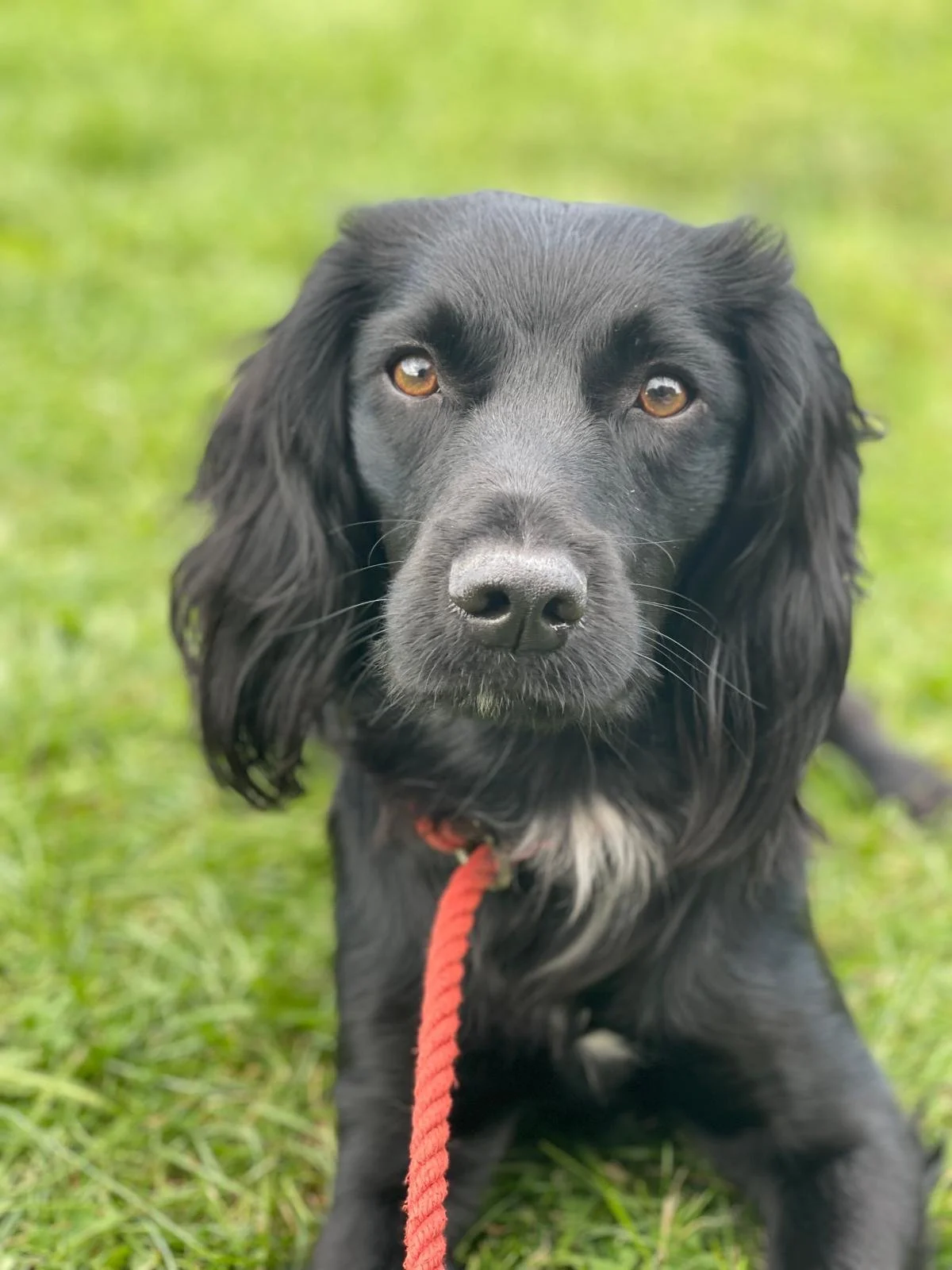 A close-up of a black dog with long ears and brown eyes, sitting on green grass, wearing a red leash.