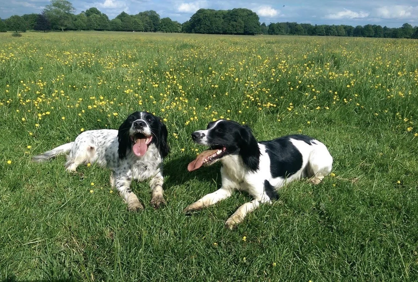 Two dogs lying on a grassy field filled with small yellow flowers, with a line of trees and blue sky with clouds in the background.