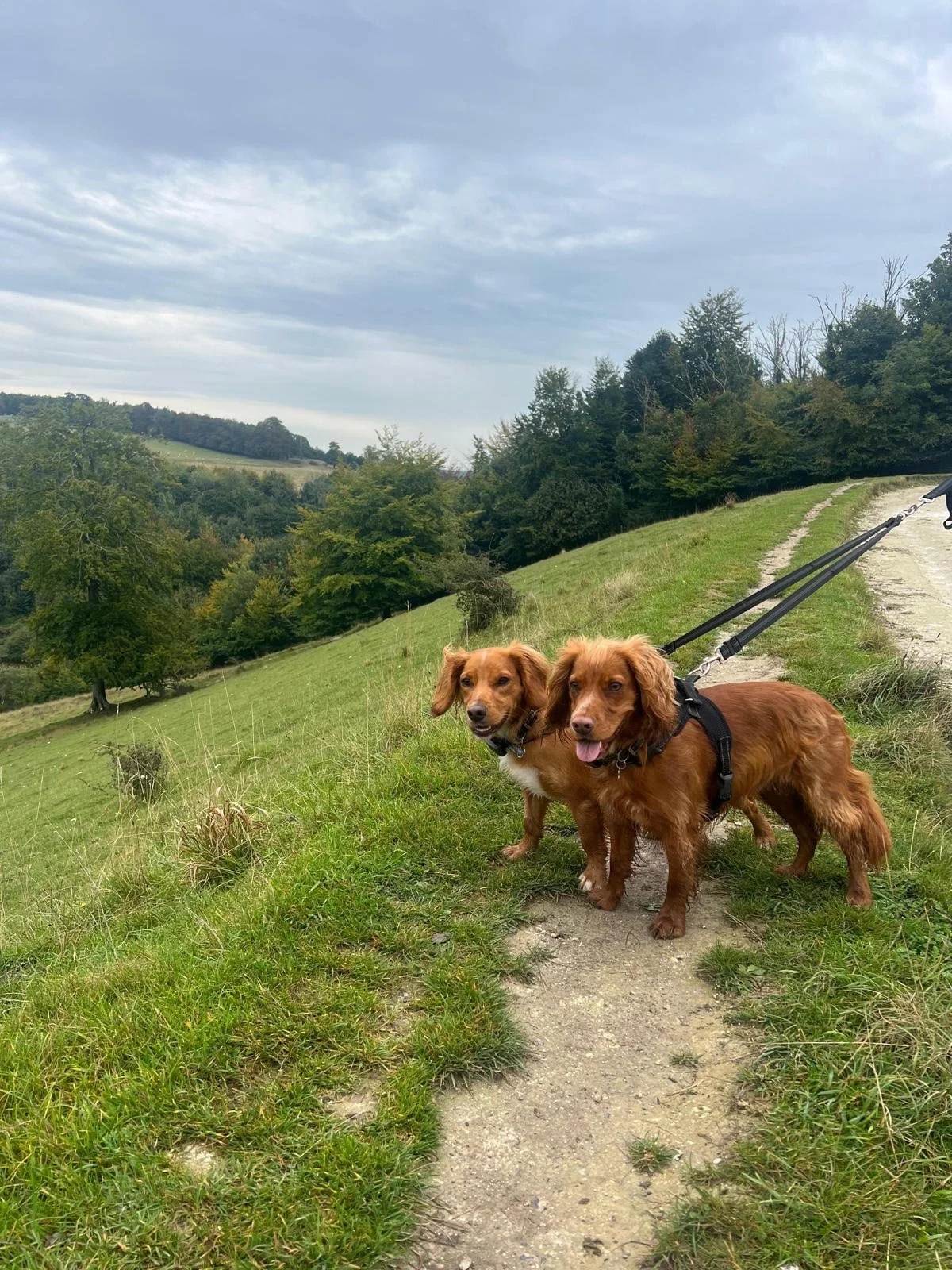 Two dogs on a leash standing on a grassy trail in a countryside landscape with rolling hills and trees, under a cloudy sky.