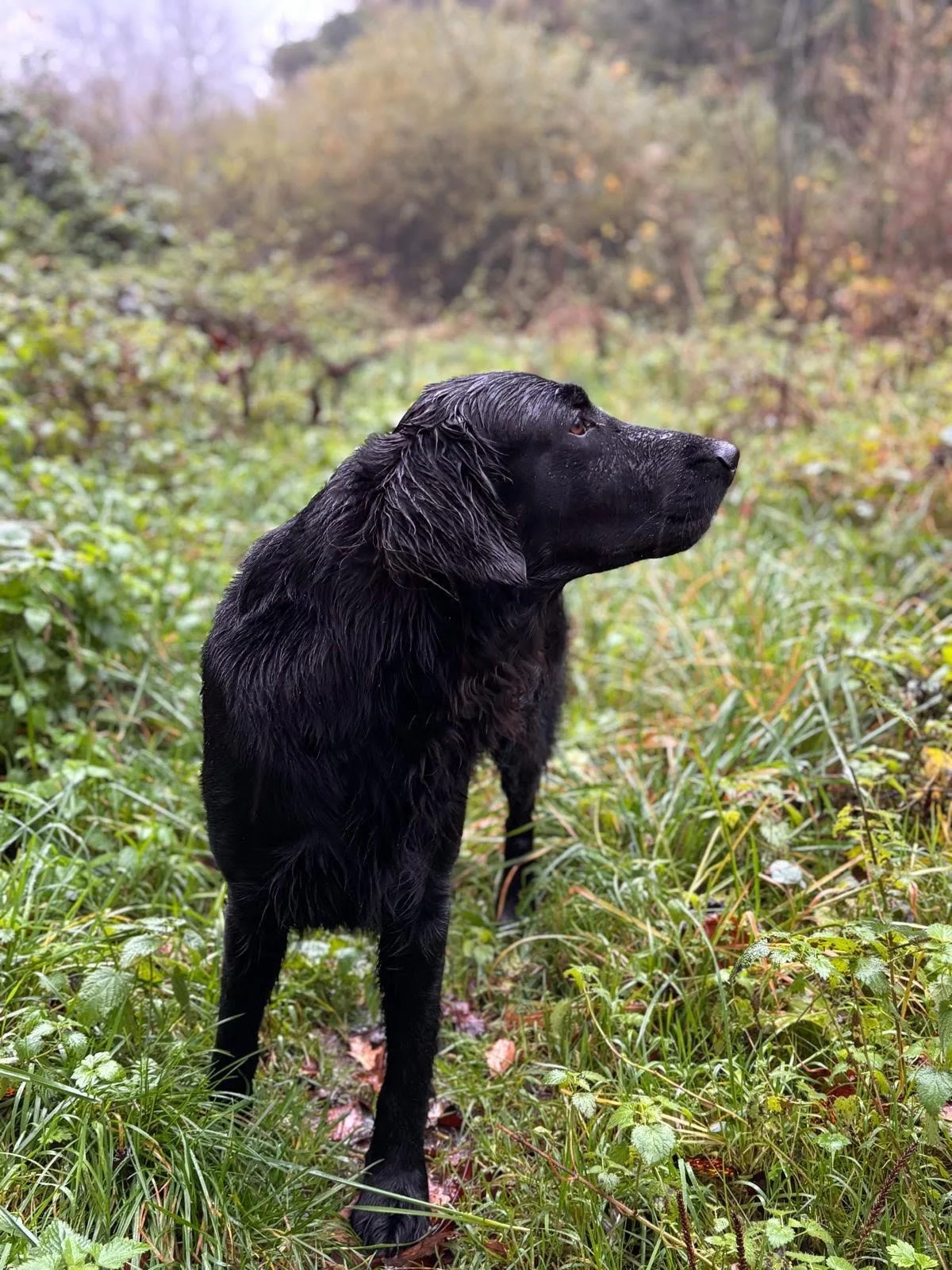 A black dog, possibly a Labrador Retriever, standing in a lush, green, slightly muddy outdoor area with dense foliage and trees in the background.