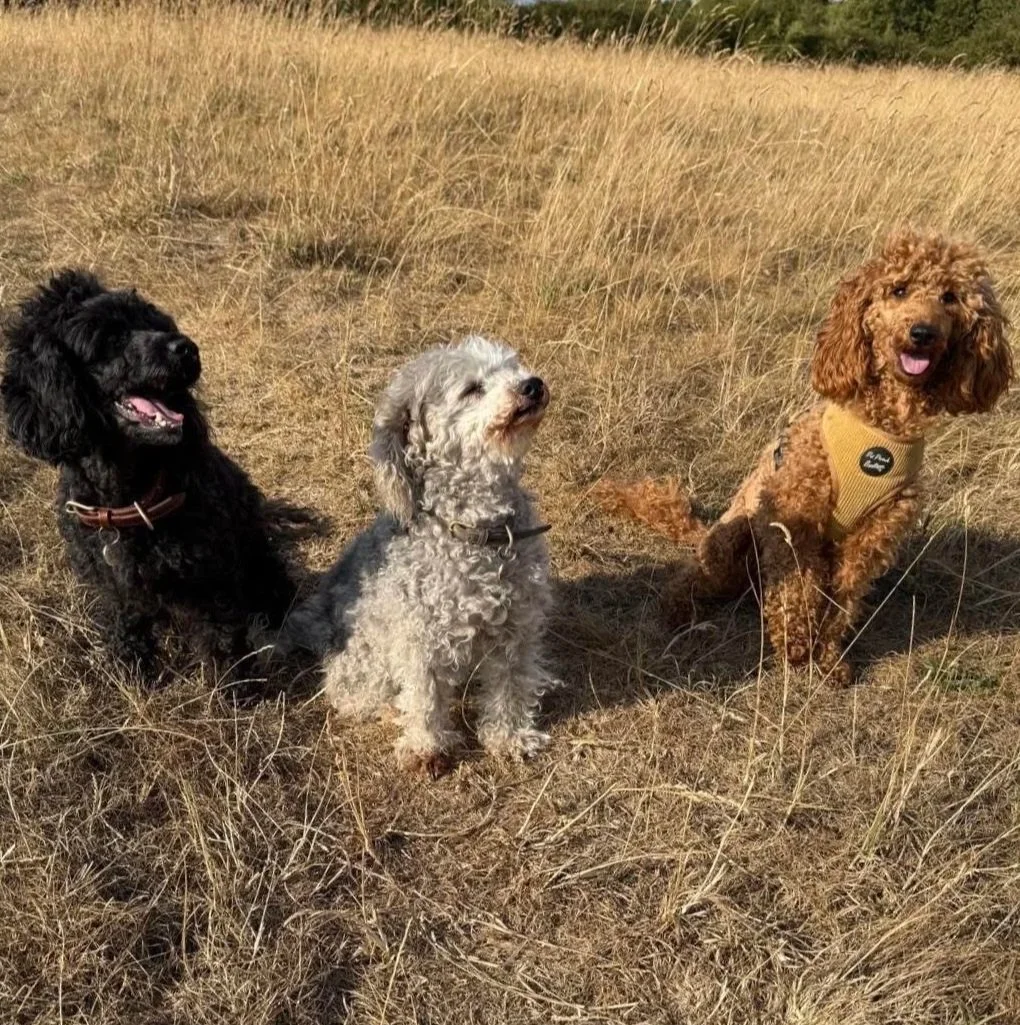 Three dogs sitting on a field of dry grass on a sunny day, with a line of trees in the background.