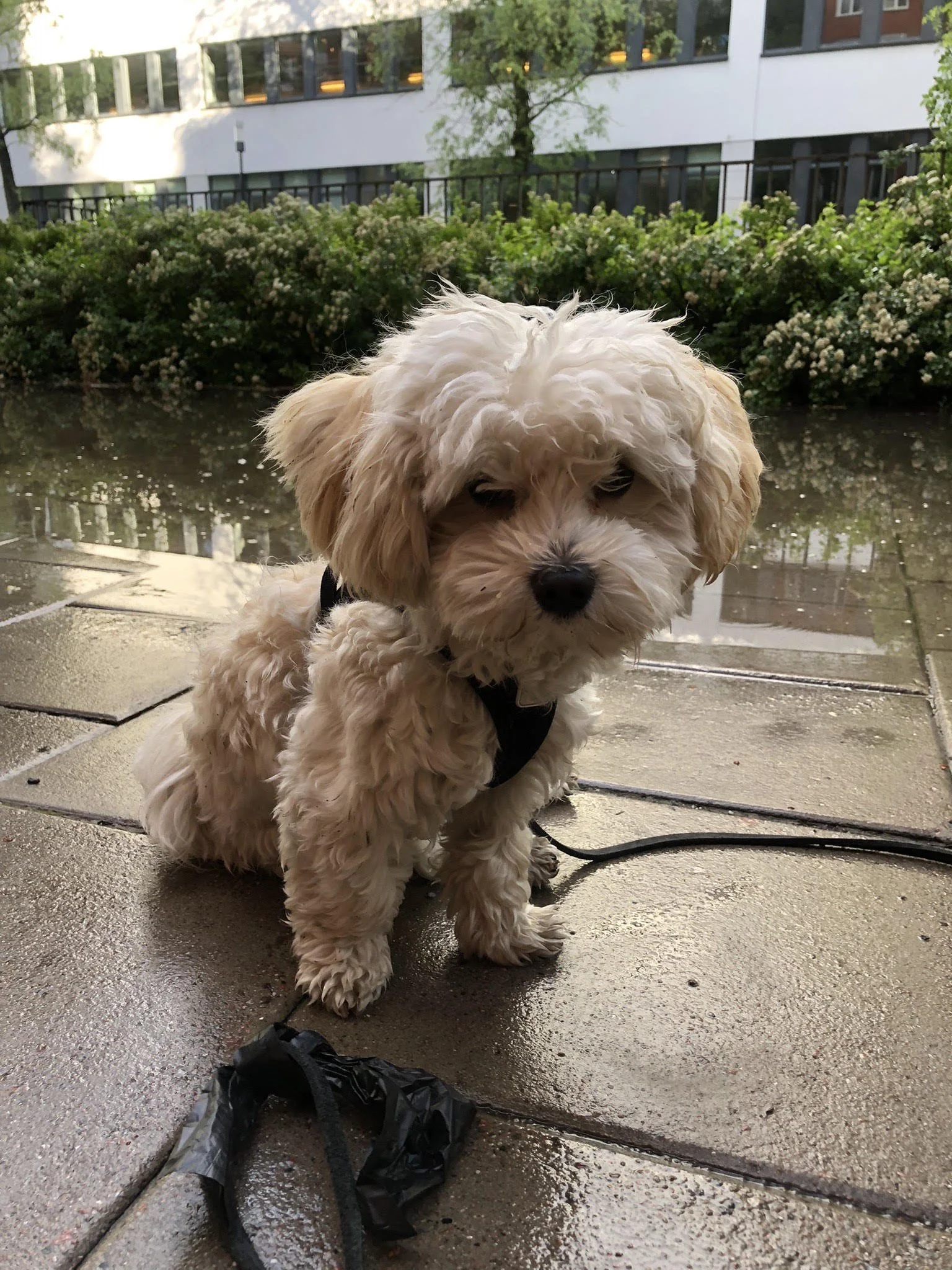 A small fluffy cream-colored puppy with floppy ears and a black collar sitting on a wet concrete surface outdoors, with a background of bushes, a metal railing, and modern buildings.