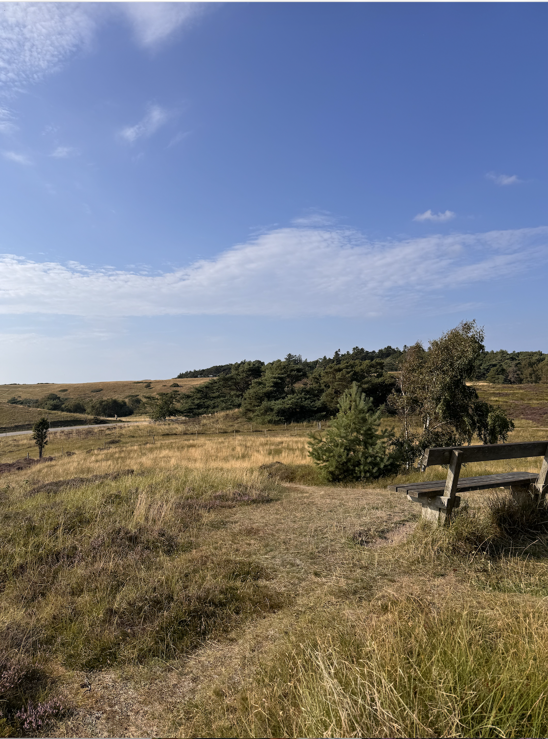 En fredelig skovsti med en træbænk på højre side, omgivet af højt græs og små træer under en blå himmel med spredte skyer.